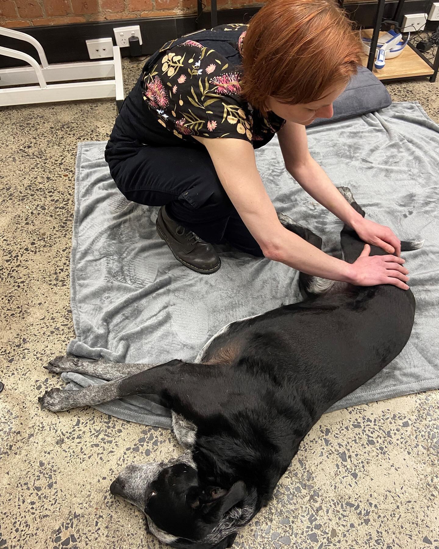 Albie has been suffering from lower back pain. Albie&rsquo;s owner booked in an appointment with Dr Lucie for a myotherapy session. Working her magical hands she expects Albie to experience some relief soon. We think next time he might even fall asle