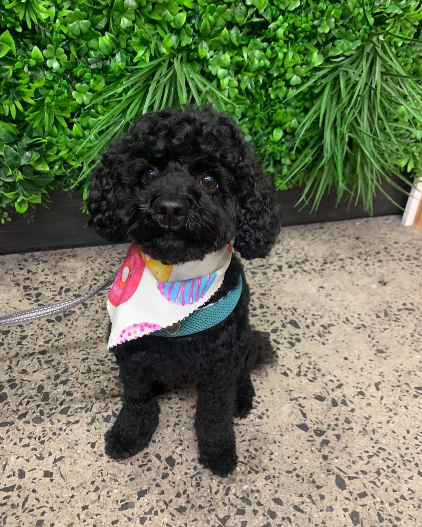 We are incredibly lucky to work with such wonderful dogs and help make them look fabulous 🐩✂️