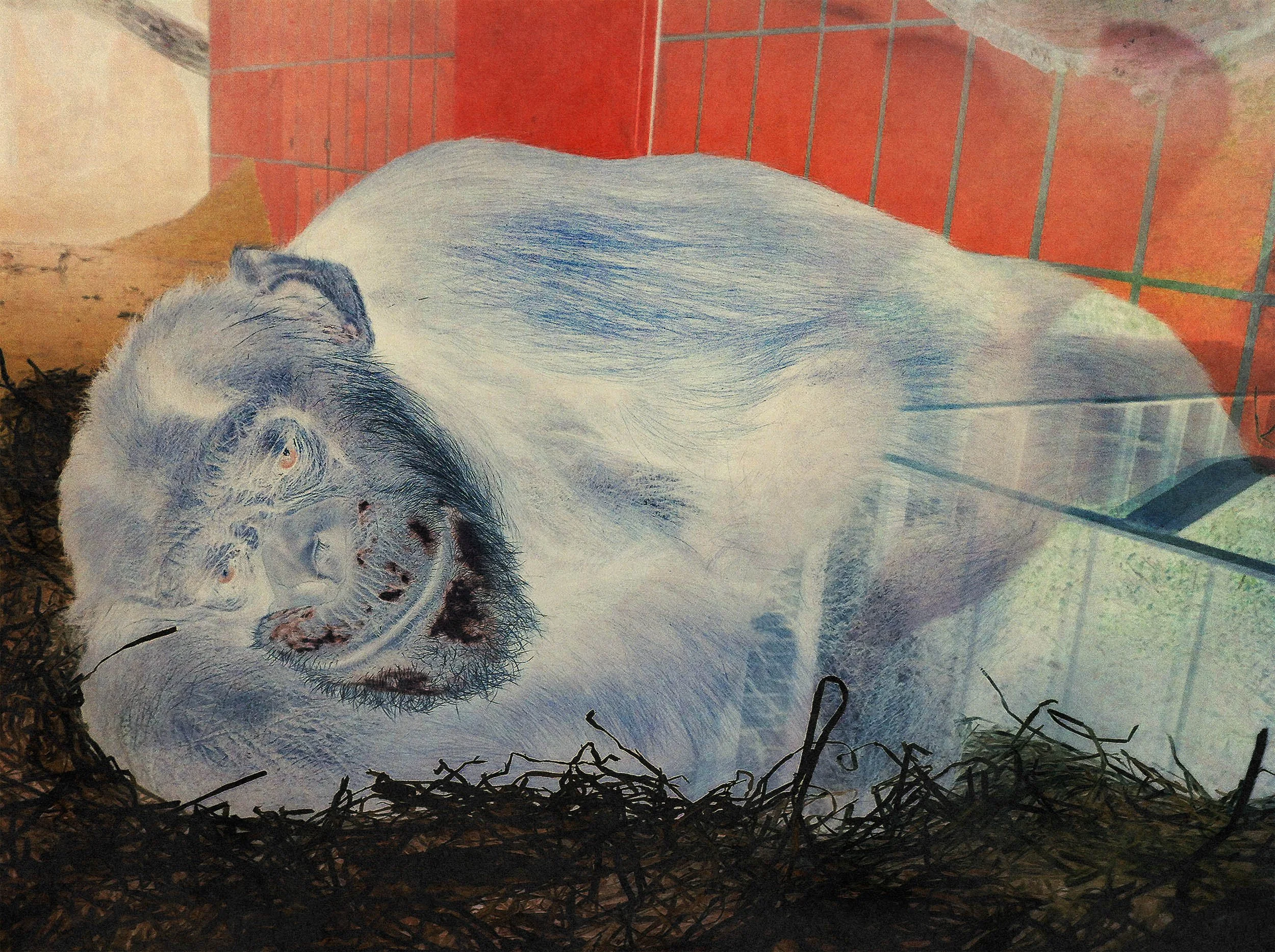 Sade Ape/Trauriger Affe