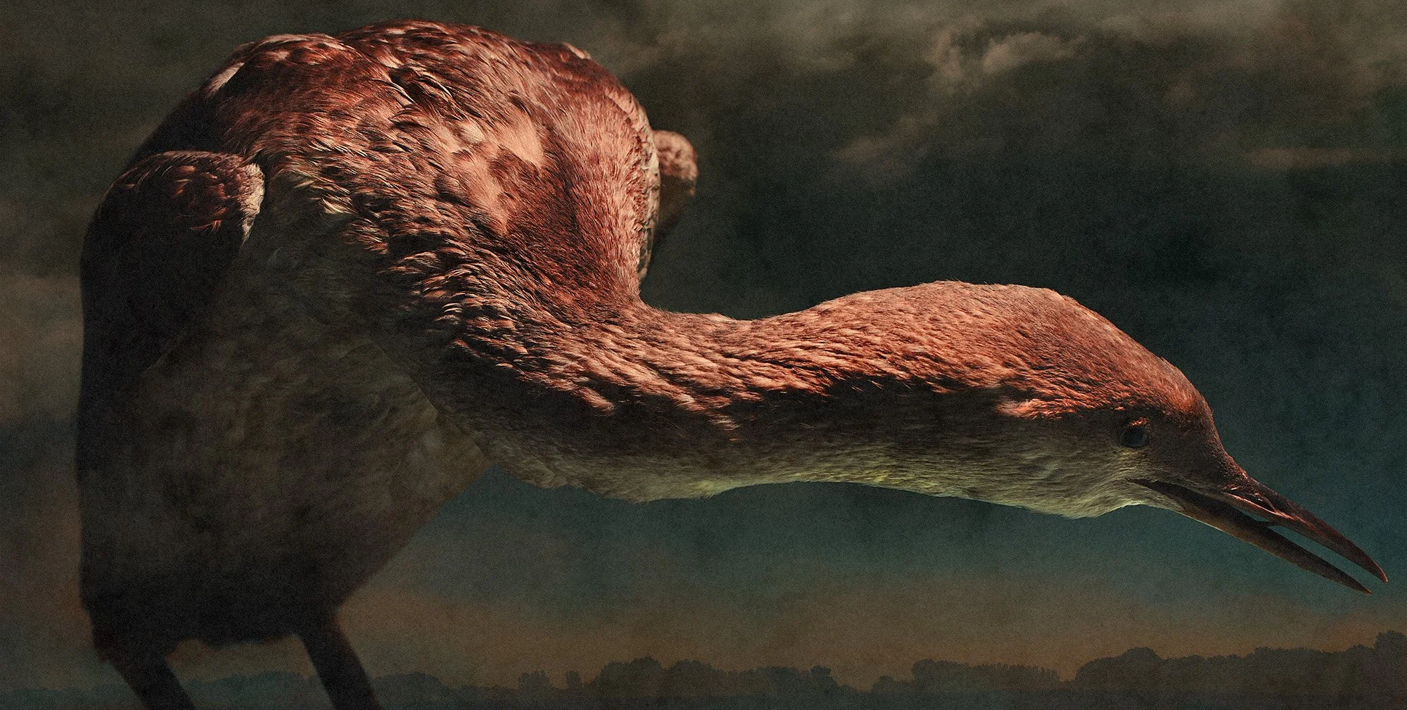 Sterntaucher/Red-Throated Diver