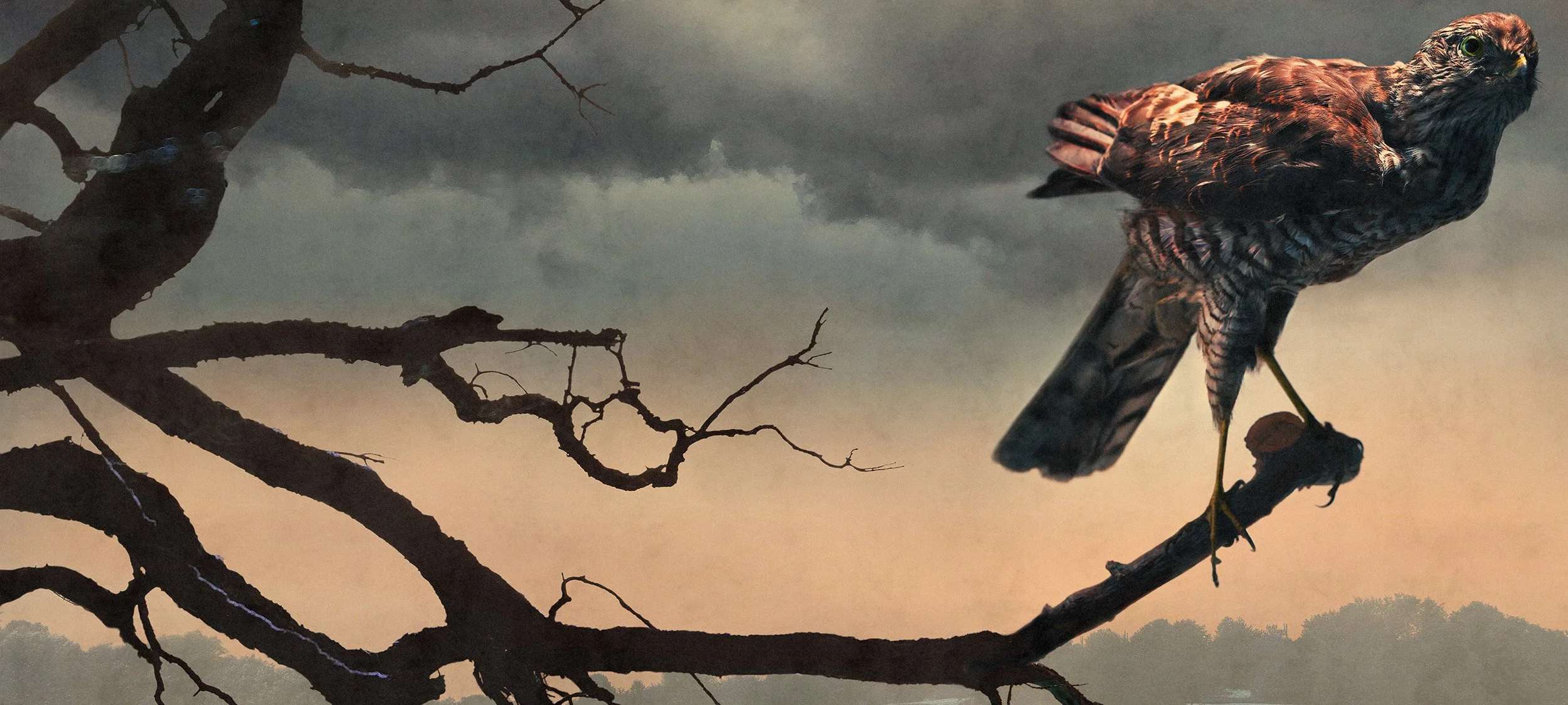 Strange Animals, Sperber/Sparrowhawk, 2025