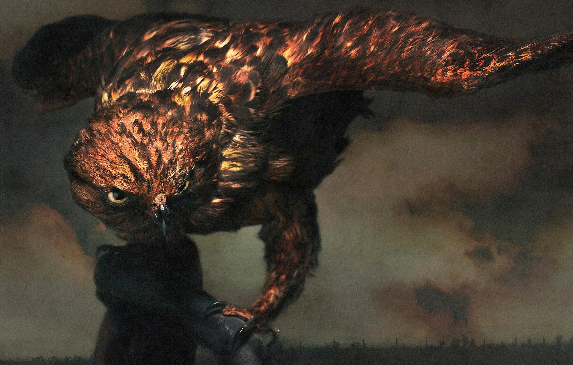 Raufußbussard/Rough-Legged Buzzard