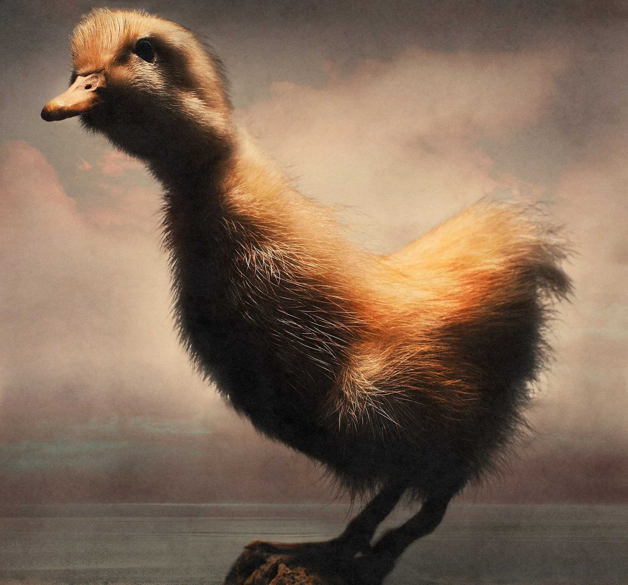 Entenküken/Duckling