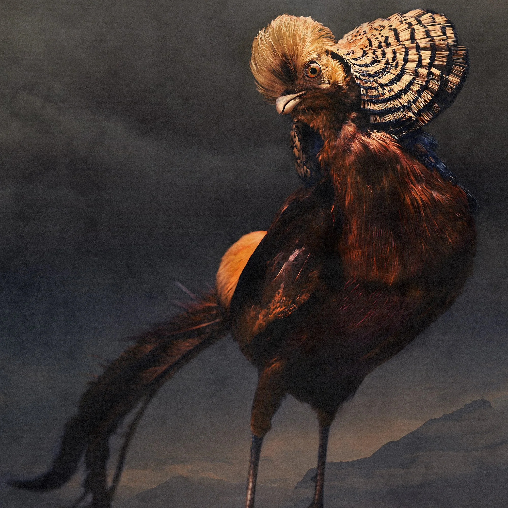 Goldfasan/Golden Pheasant