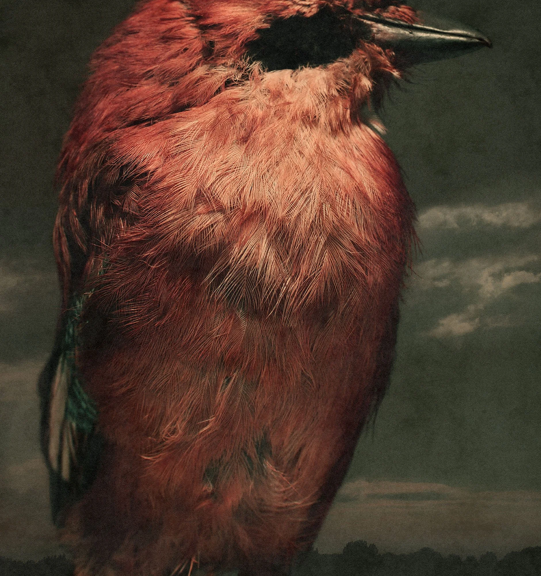 Eichelhäher, Strange Animals, 2024