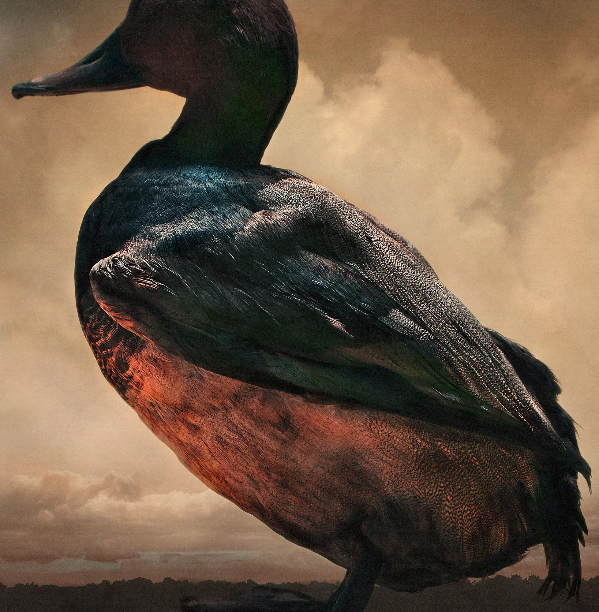 Pfeifente/European Wigeon