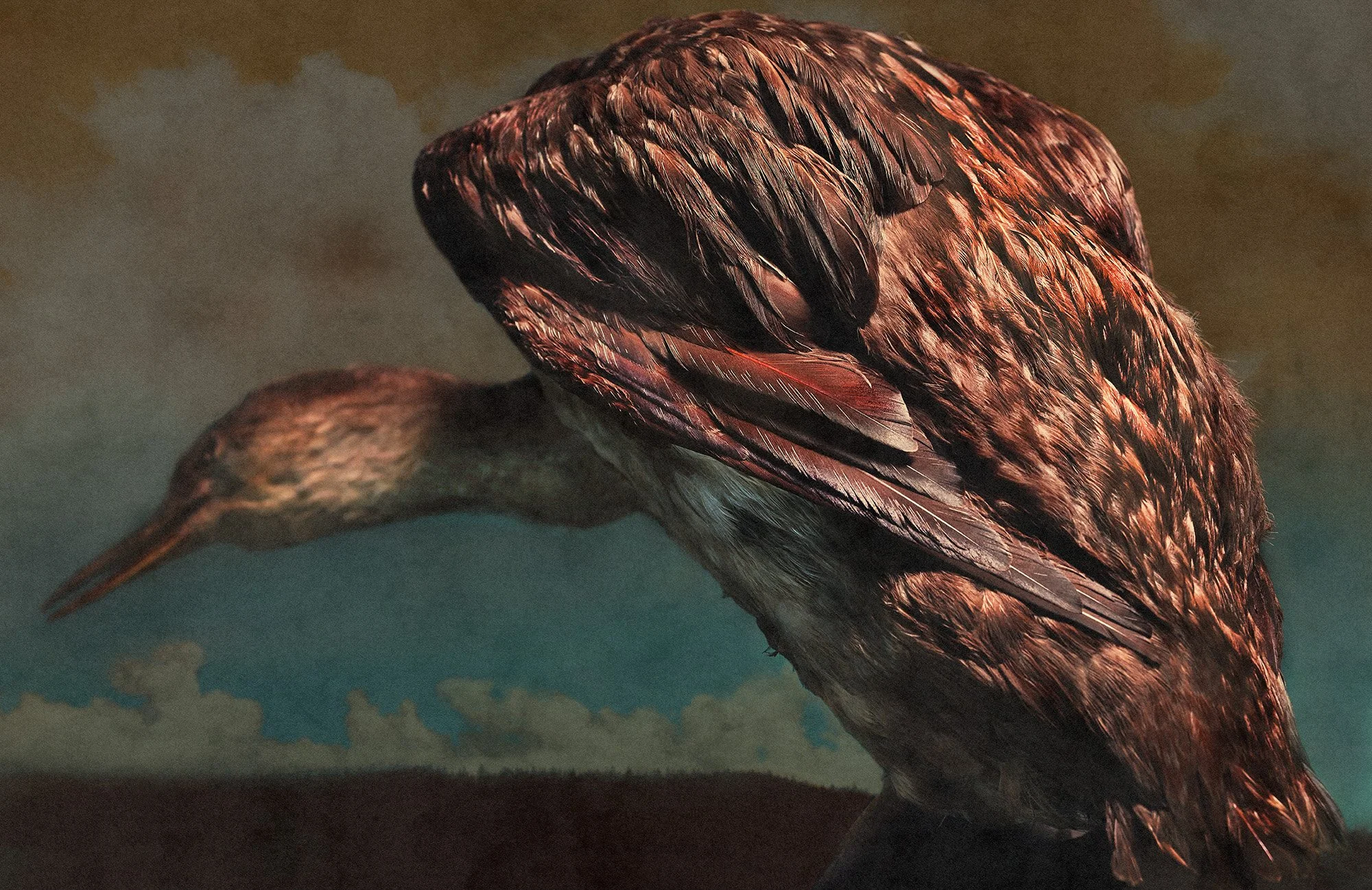 Sterntaucher II/Red-Throated Diver II