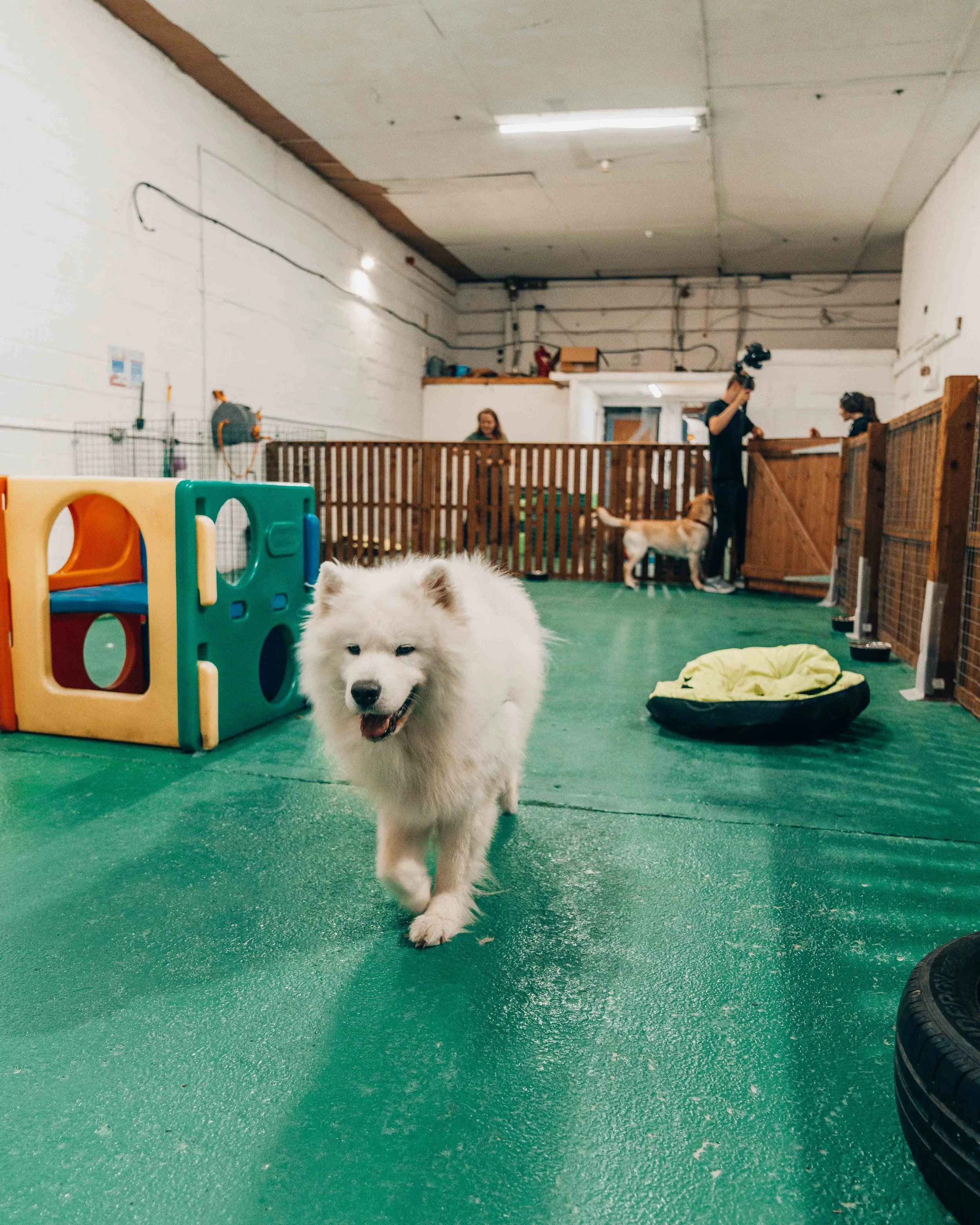 Best Doggy Daycare Liverpool