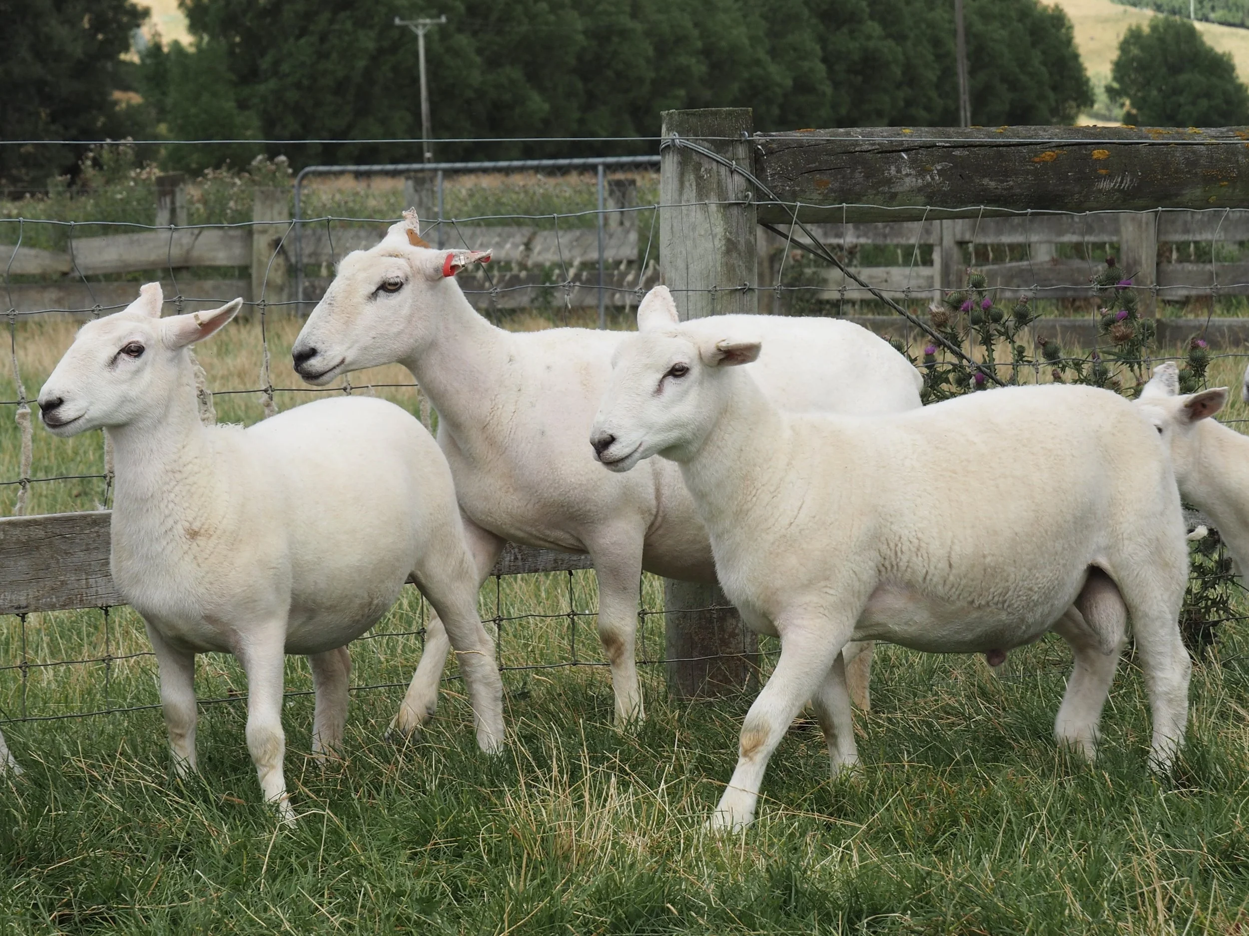 Ewe and her twin lambs at weaning