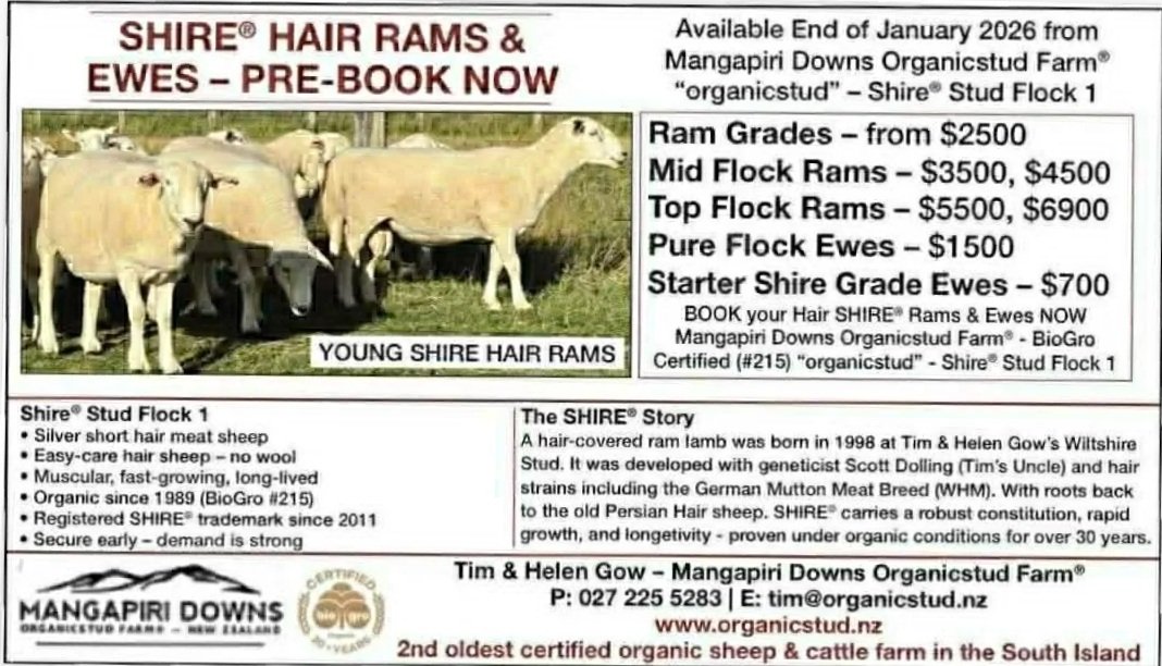 An advertisement for young Shire hair Rams and Ewes from Mangapiri Downs Organicstud Farm, featuring details about ram grades, flock rams, and ewe prices, with an image of young Shire sheep.