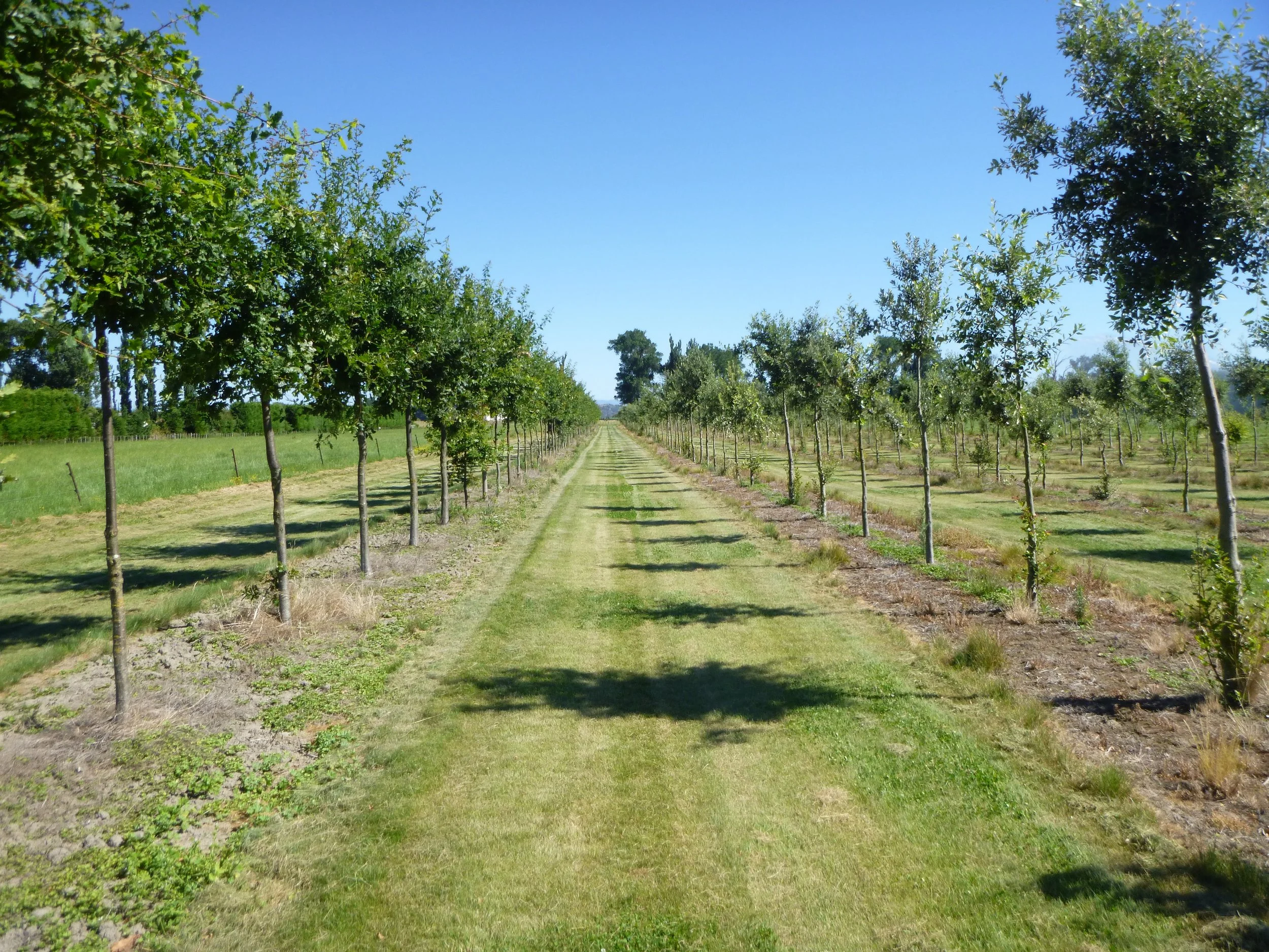 Grading — New Zealand Truffle Cooperative