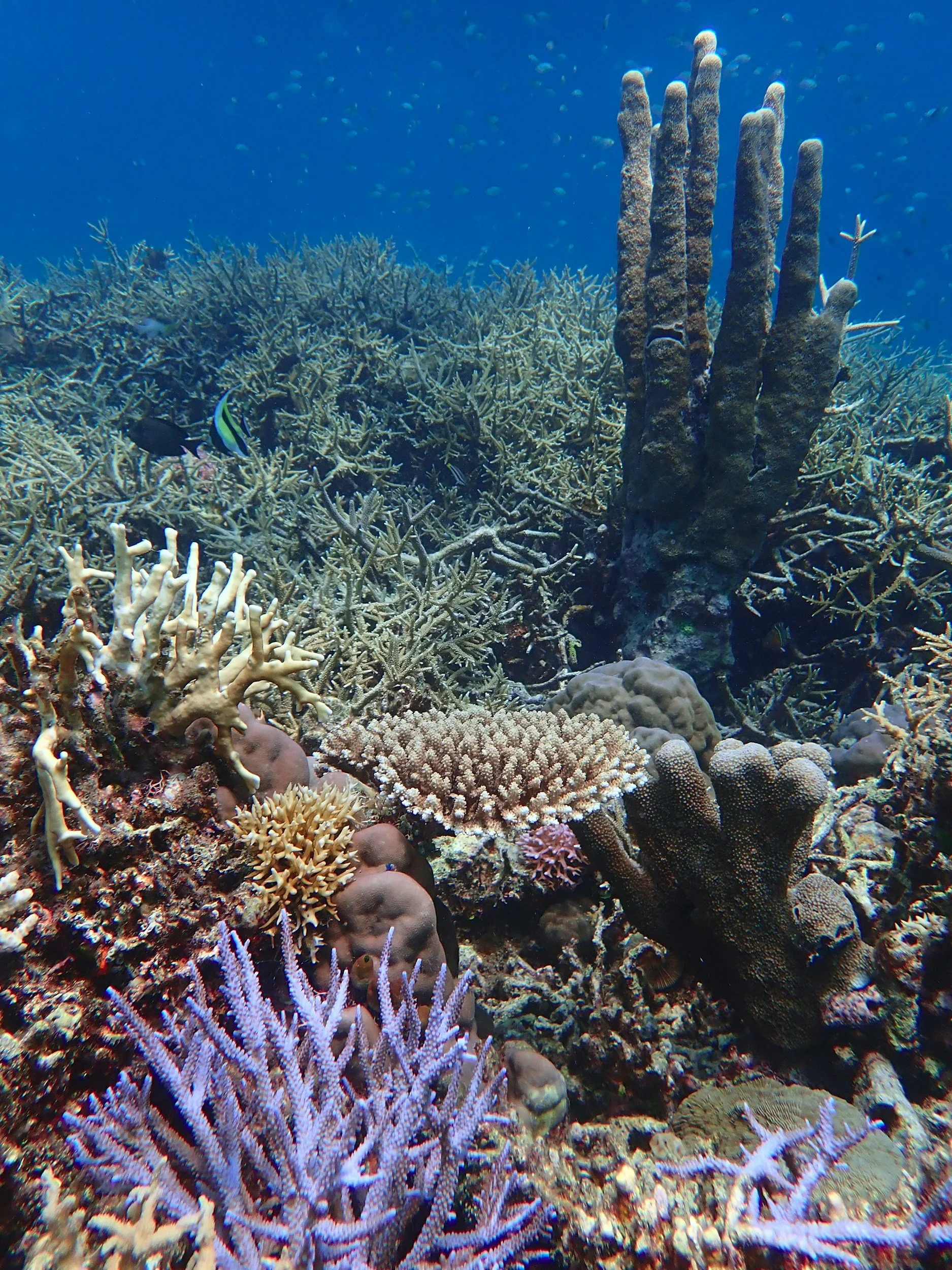 APPG for the Ocean calls on Government to take action and ban destructive bottom trawling in UK’s Marine Protected Areas