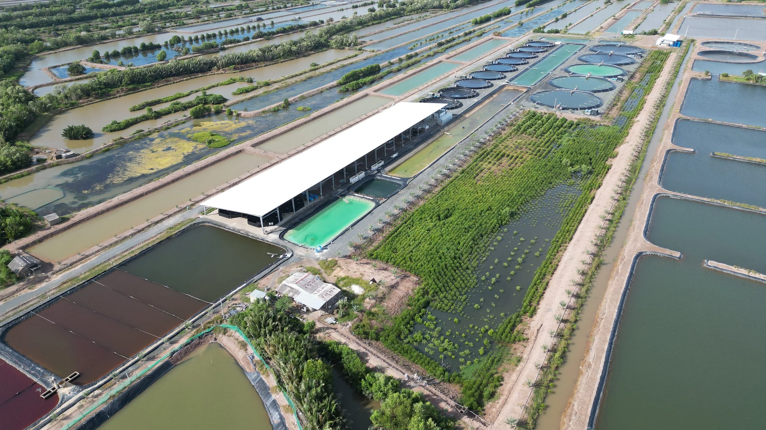 Can Intensive Shrimp Farming Work Alongside Mangrove Restoration?