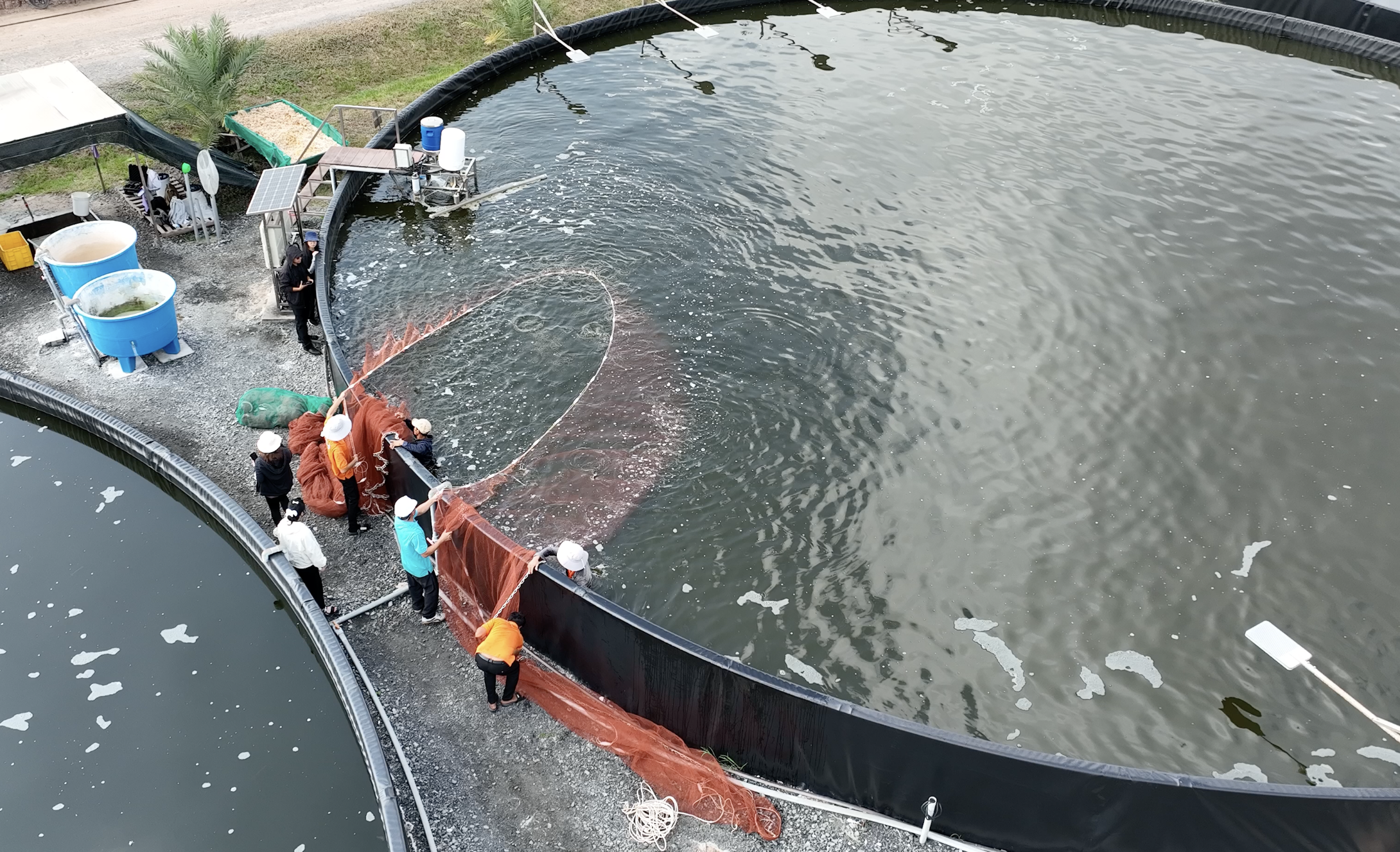 Shrimp Farming at 200–400 Shrimp/m²: Why High-Density Farming Requires a Fully Integrated System