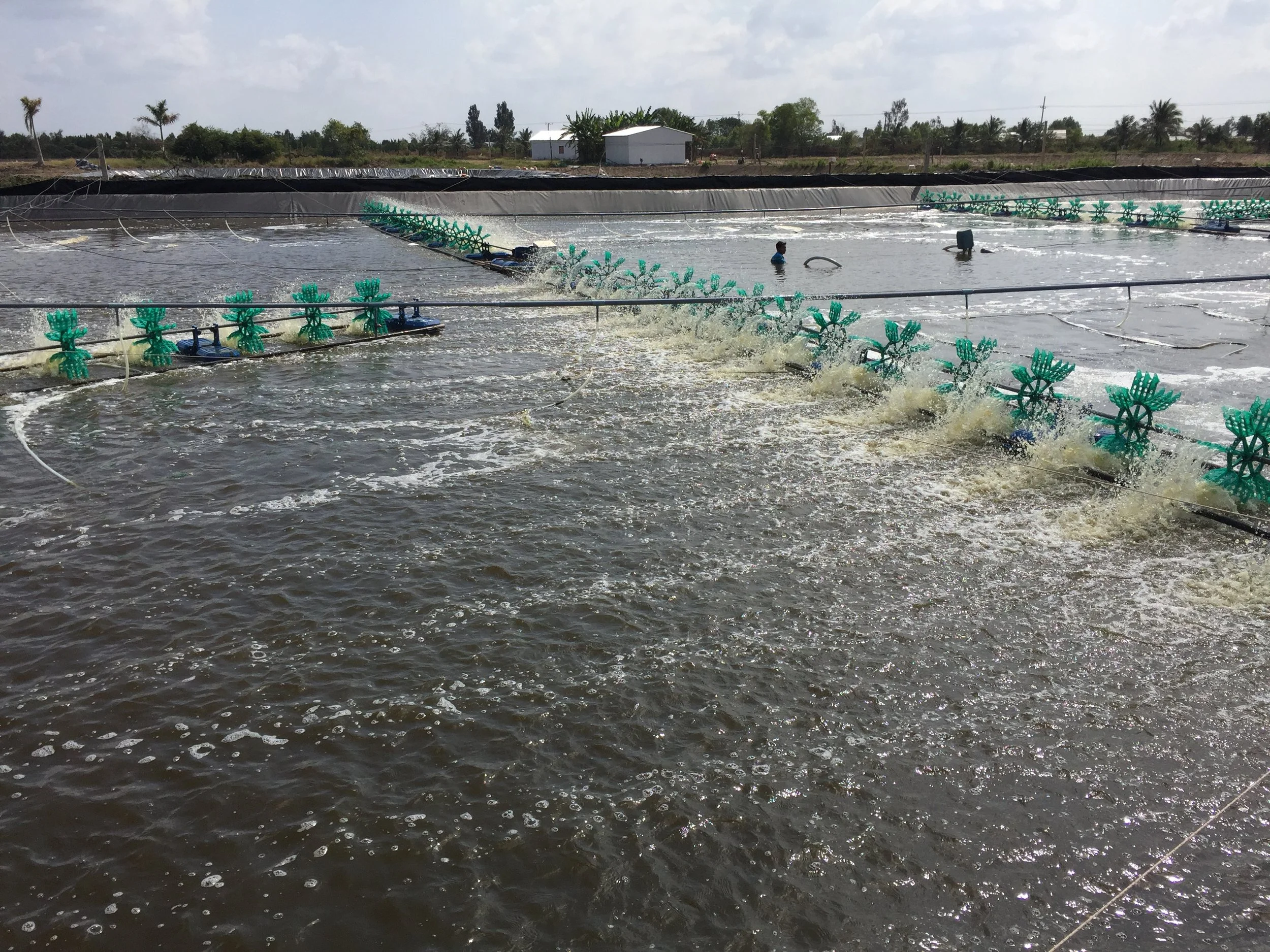 Why Indian Shrimp Farms Need More Than Aeration to Maintain Stable Oxygen
