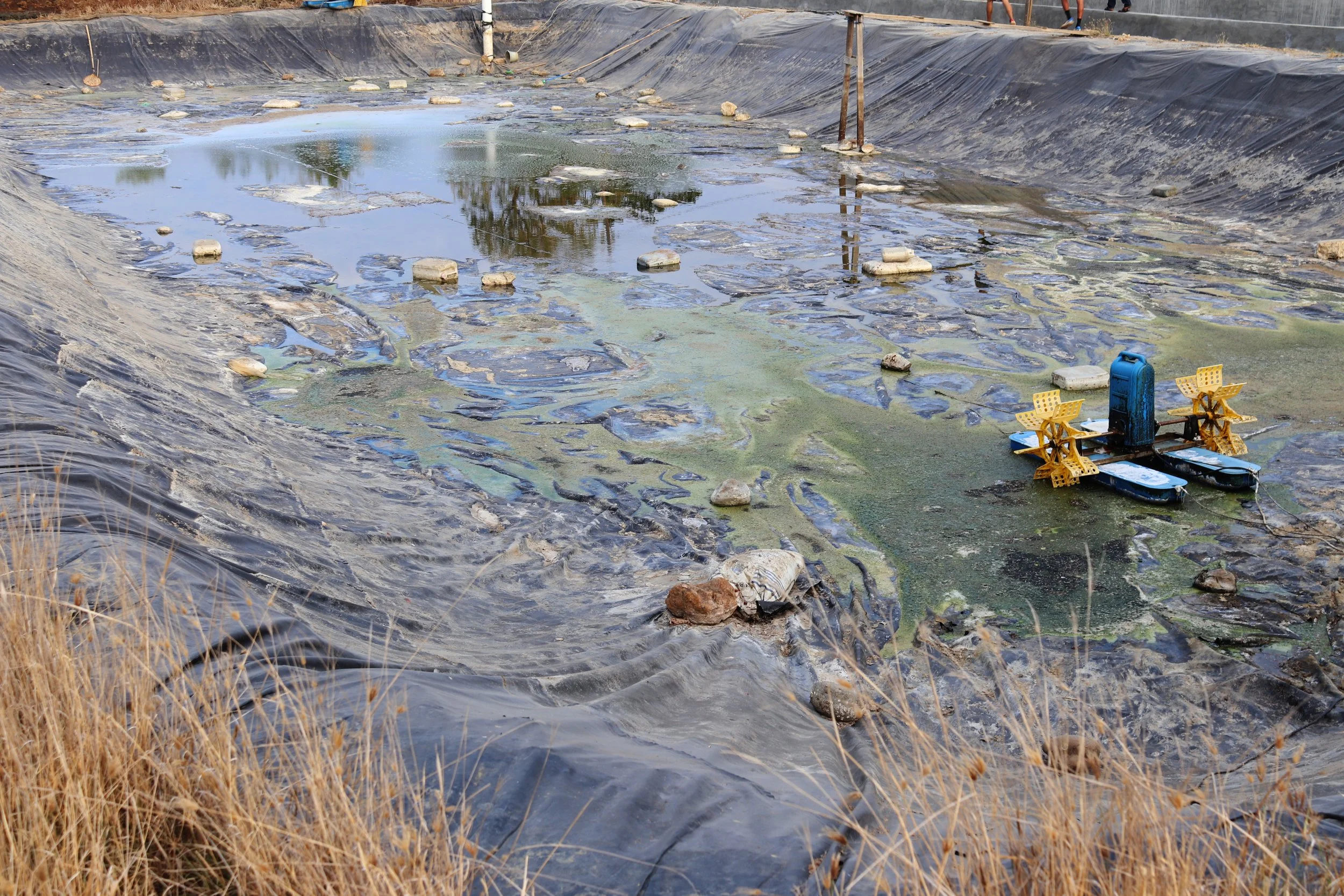 RYNAN Aquaculture - Image of organic waste and sludge accumulating at the bottom of a traditional earthen shrimp pond in India