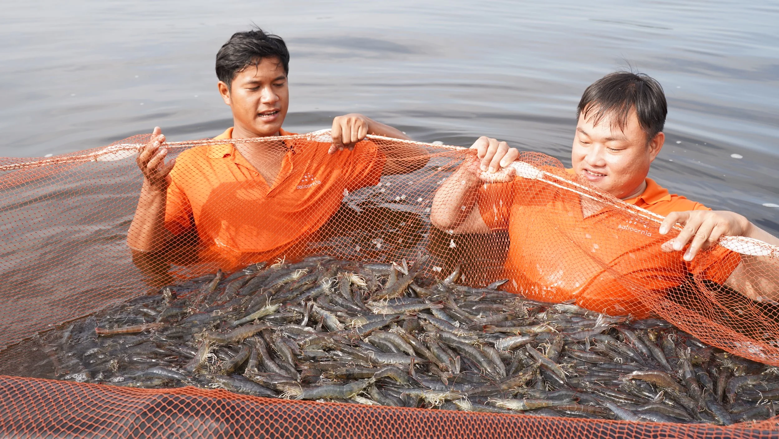 RYNAN Aquaculture - Bountiful shrimp harvest at our Salicornia farm