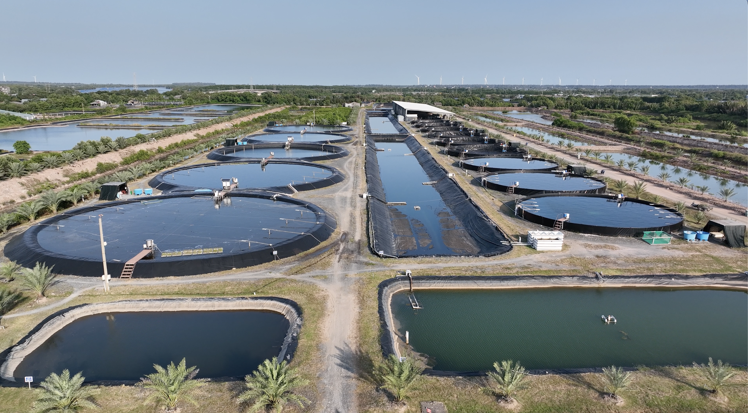 RYNAN Aquaculture - Overview look at Salicornia