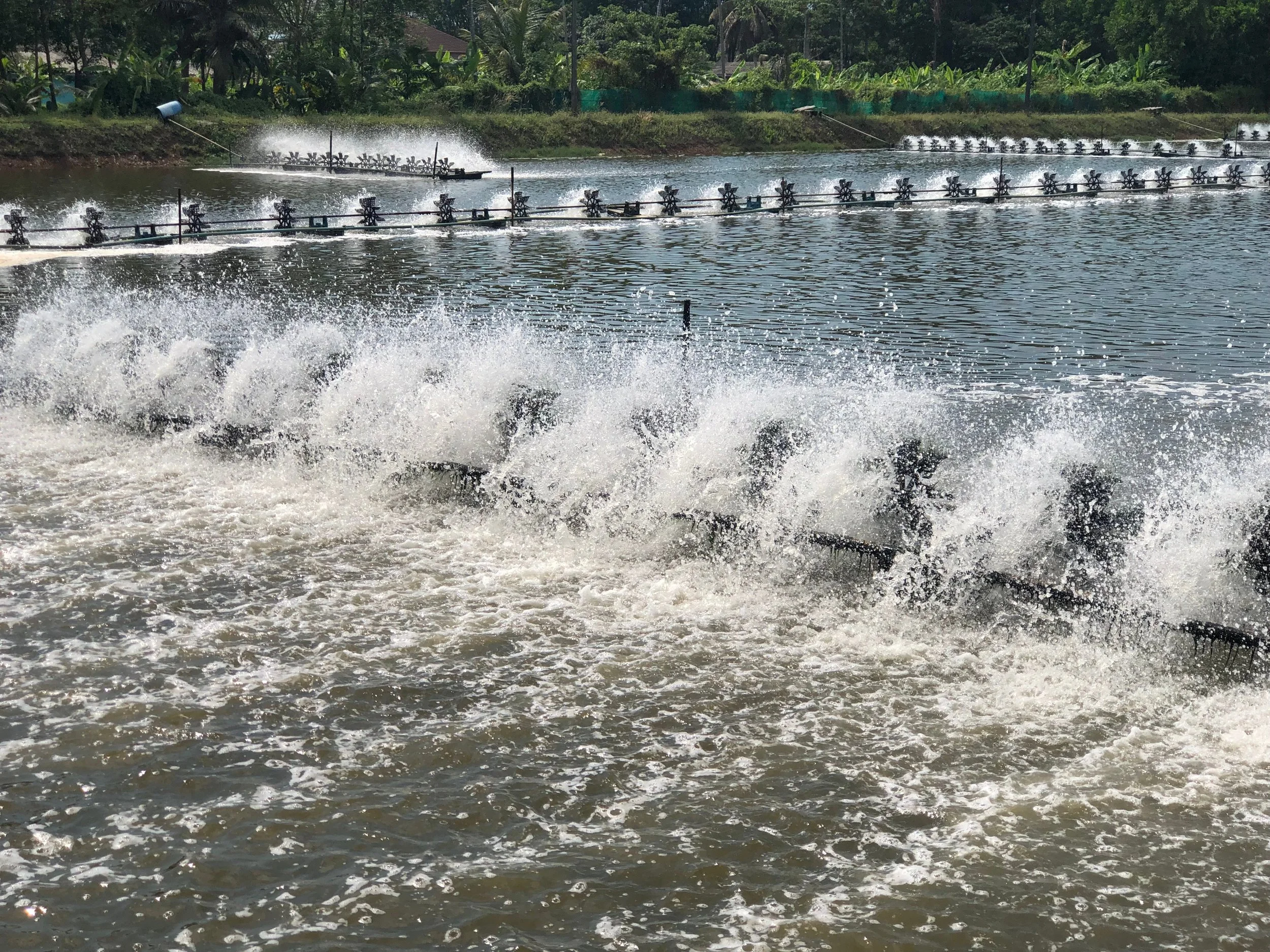 RYNAN Aquaculture - Intensive shrimp farm with traditional paddlewheels