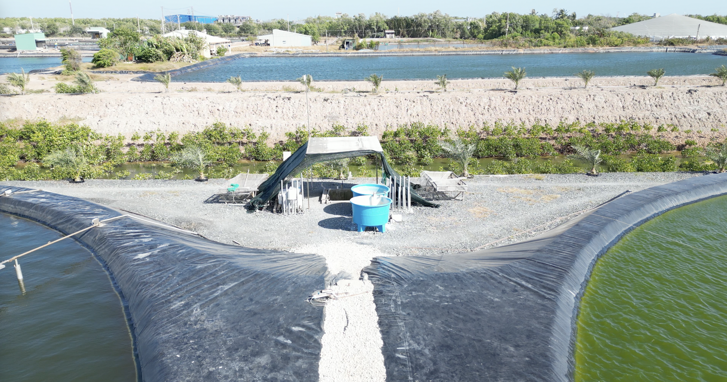 TOMGOXY farm has a Pond drainage is integrated into a mangrove filtration flow to reduce nutrient load before water is discharged or returned to the farm system.