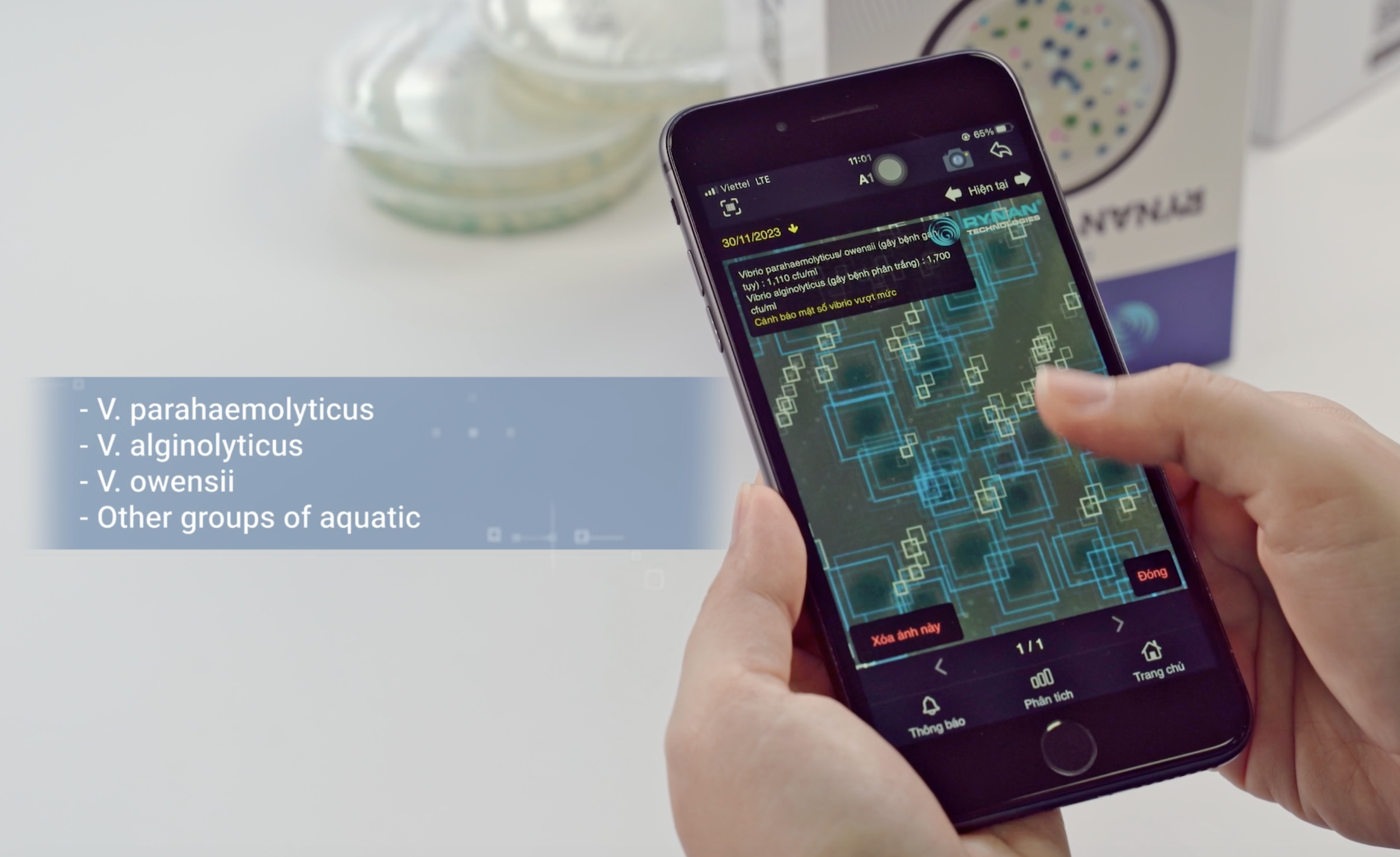 RYNAN Aquaculture - Vibrio analysis using the TOMGOXY App