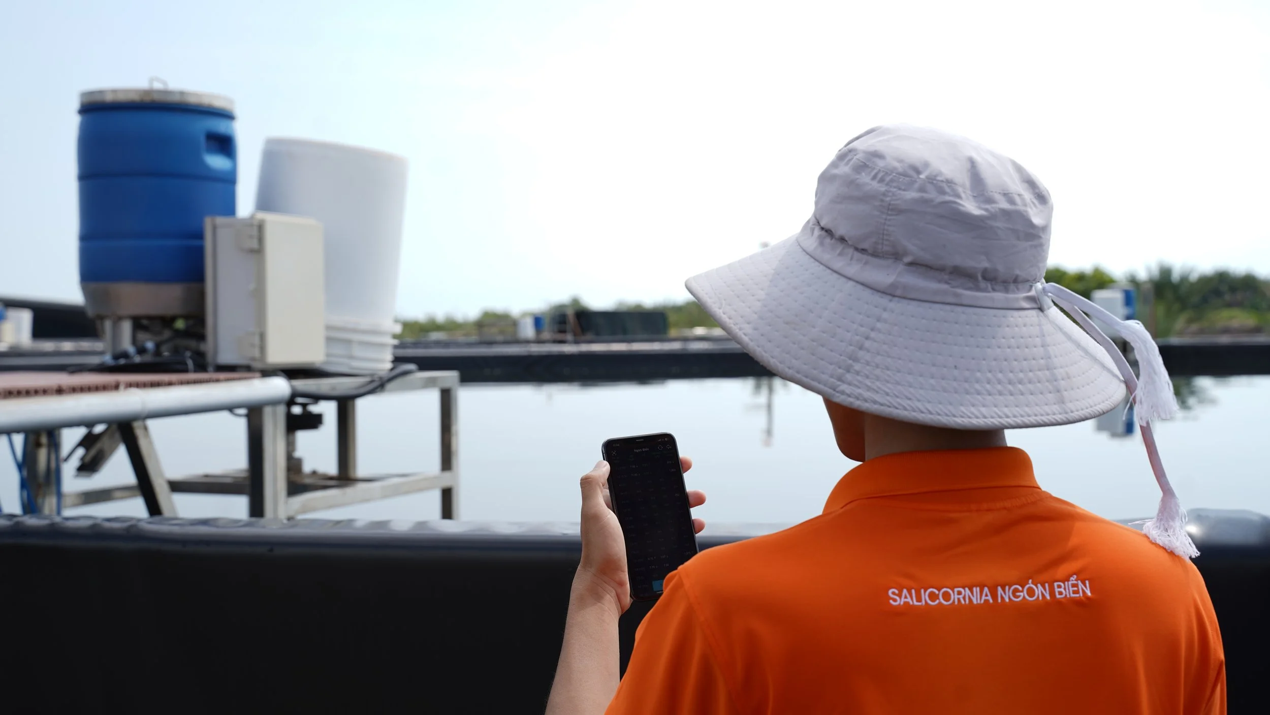 RYNAN Aquaculture farm manager checking on Salicornia shrimp pond