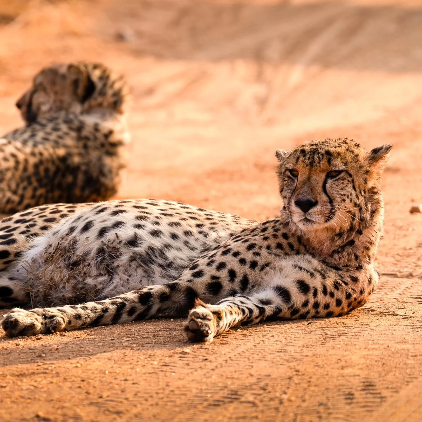 Dozy Tuesday 💤
Even the wild needs a nap.
#DozyTuesday #TattsToursAfrica #SleepingSafari 
_________________________________________________
D&ouml;se-Dienstag 💤
Auch die Wildnis schl&auml;ft mal.
#D&ouml;seDienstag #TattsToursAfrica #SafariSchl&aum
