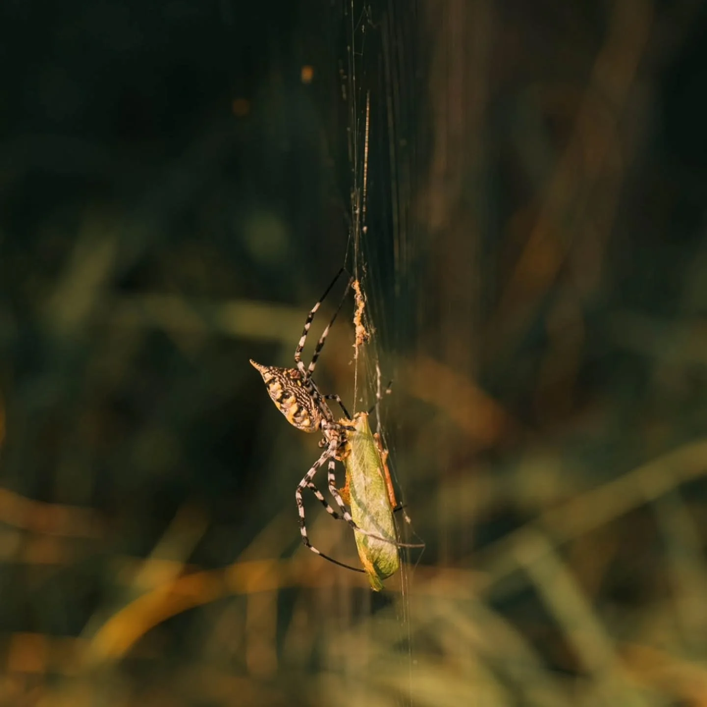 m i c r o - m o n d a y : 

They may be small, but they play a big role. 🐜🕷️🪲
From the hardworking dung beetle to the Garden Orb Spider - South Africa&rsquo;s wild is alive with tiny heroes!
______________________________________________

Sie sind