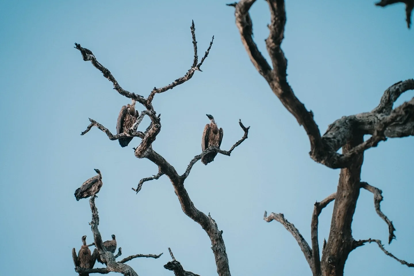 What do you think these vultures are waiting for? 👀 #safari #s&uuml;dafrika #s&uuml;dafrikanischerbusch #africasafari #vulture #kruger #krugernationalpark