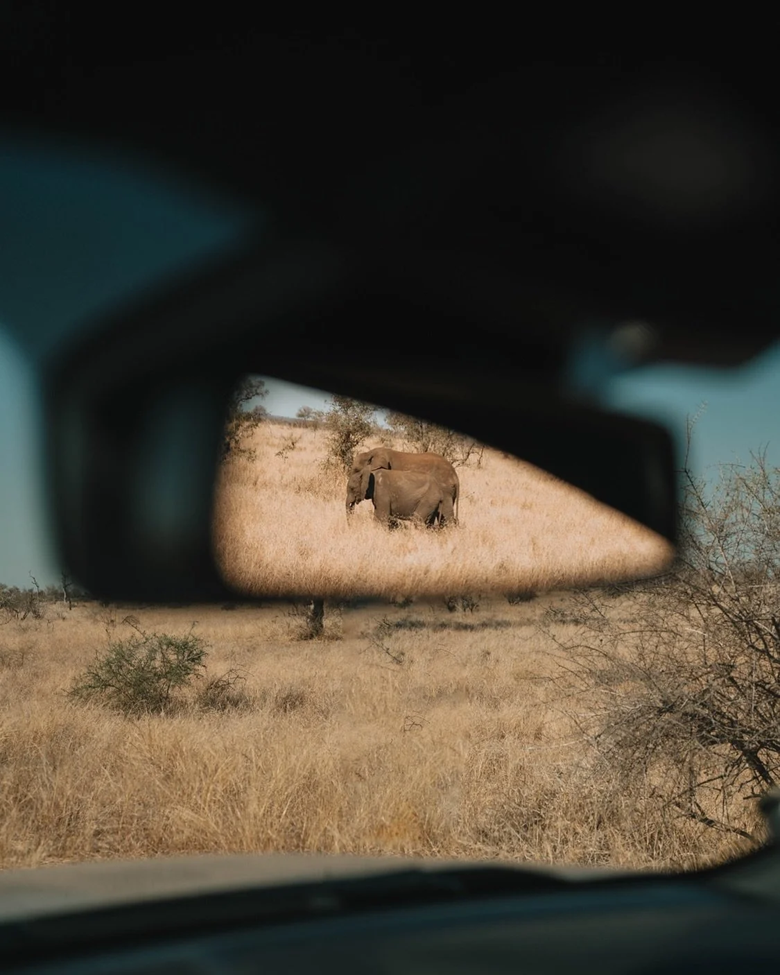 Driving through Kruger National Park spotting Elephants all over! Can you guess where we were going to? 👀👇🏽
.
.
#tattstours #familytours #wildlifetours #s&uuml;dafrika #s&uuml;dafrikanischerbusch #africasafari