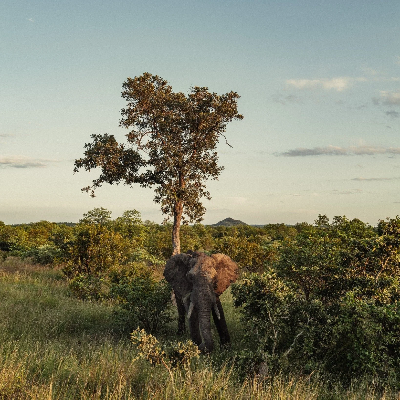 A lone elephant bull covered in mud enjoying the late afternoon sun on a very green African Bush. 🐘🌿
The rain this season has been excellent. Have you ever wondered why elephants really cover themselves in mud? Come join us on safari and let us sha