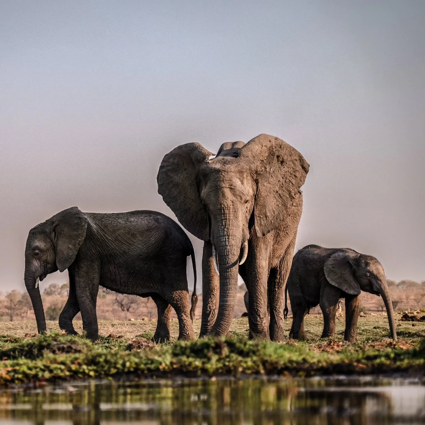 Versammlung am Wasserloch 🐘🦒🦓
#SafariAbenteuer #WildtierMomente #AfrikaSafari #Naturfotografie #TattsToursAfrica #WildlifeErleben #ReiseNachAfrika

__________________________________________________

Gathering at the watering hole 🐘🦒🦓
#SafariAd