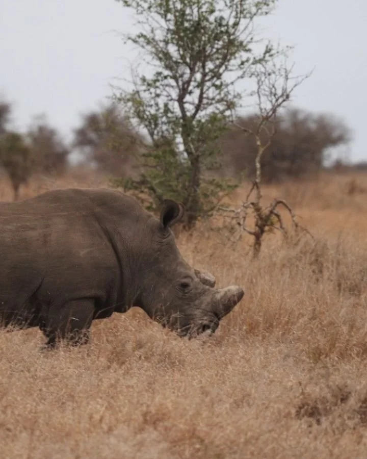 A few interesting facts on Rhinos;
🦏 A rhino&rsquo;s horn is made of keratin &ndash; just like your hair and nails.
🌍 Rhinos can run up to 50 km/h despite their size.
🌱 Baby rhinos (calves) already weigh about 40 kg at birth.

Which one did you no