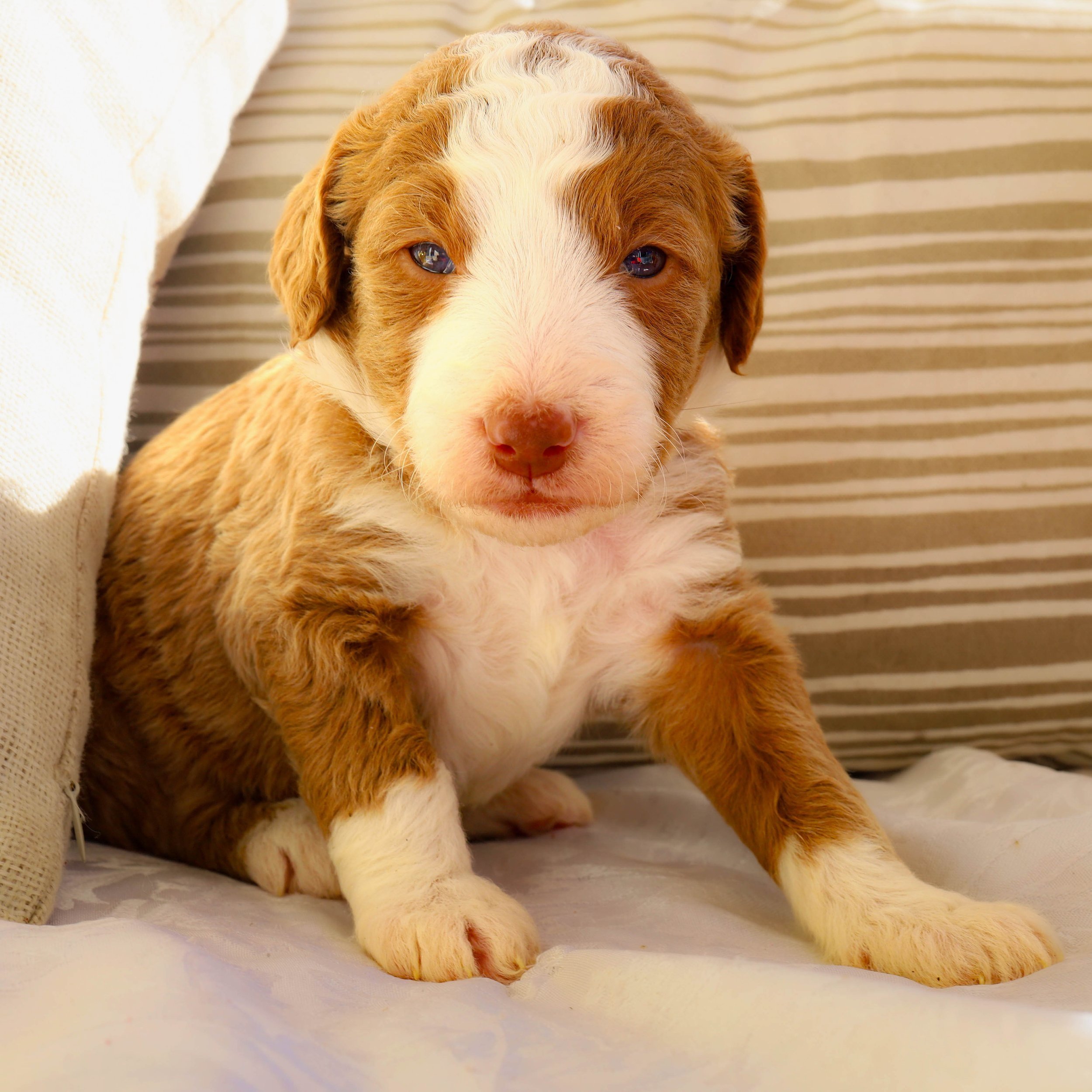 cute+blue+eyes+new-1.jpg