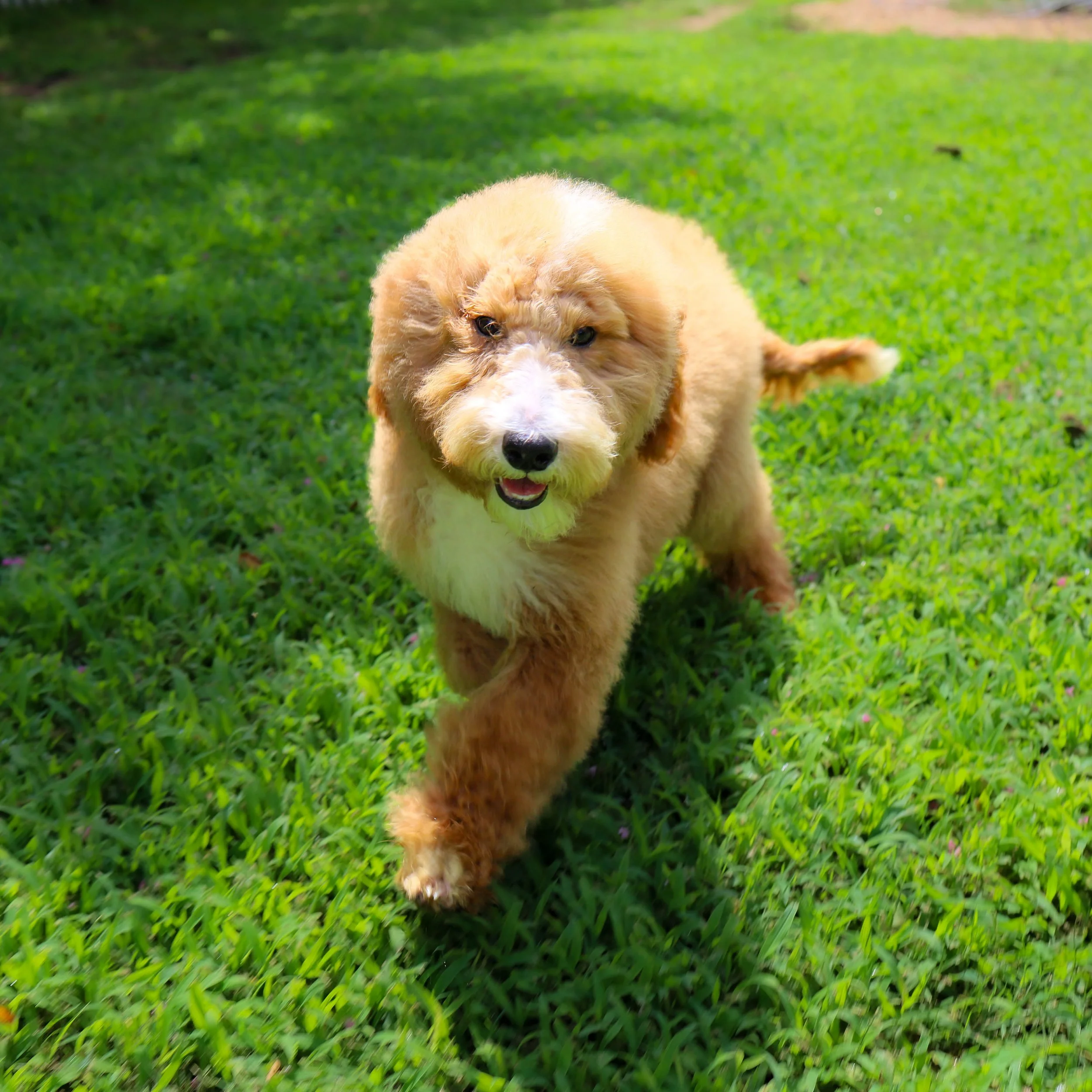 hammy (1 of 1).jpg