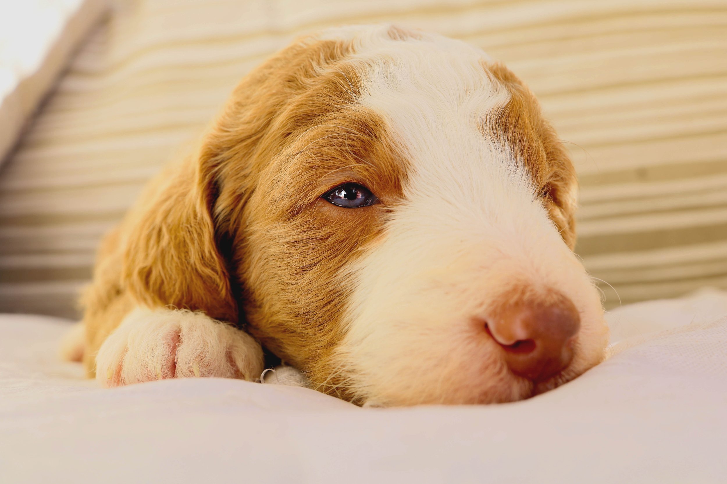 cute+blue+eyes+new-2.jpg