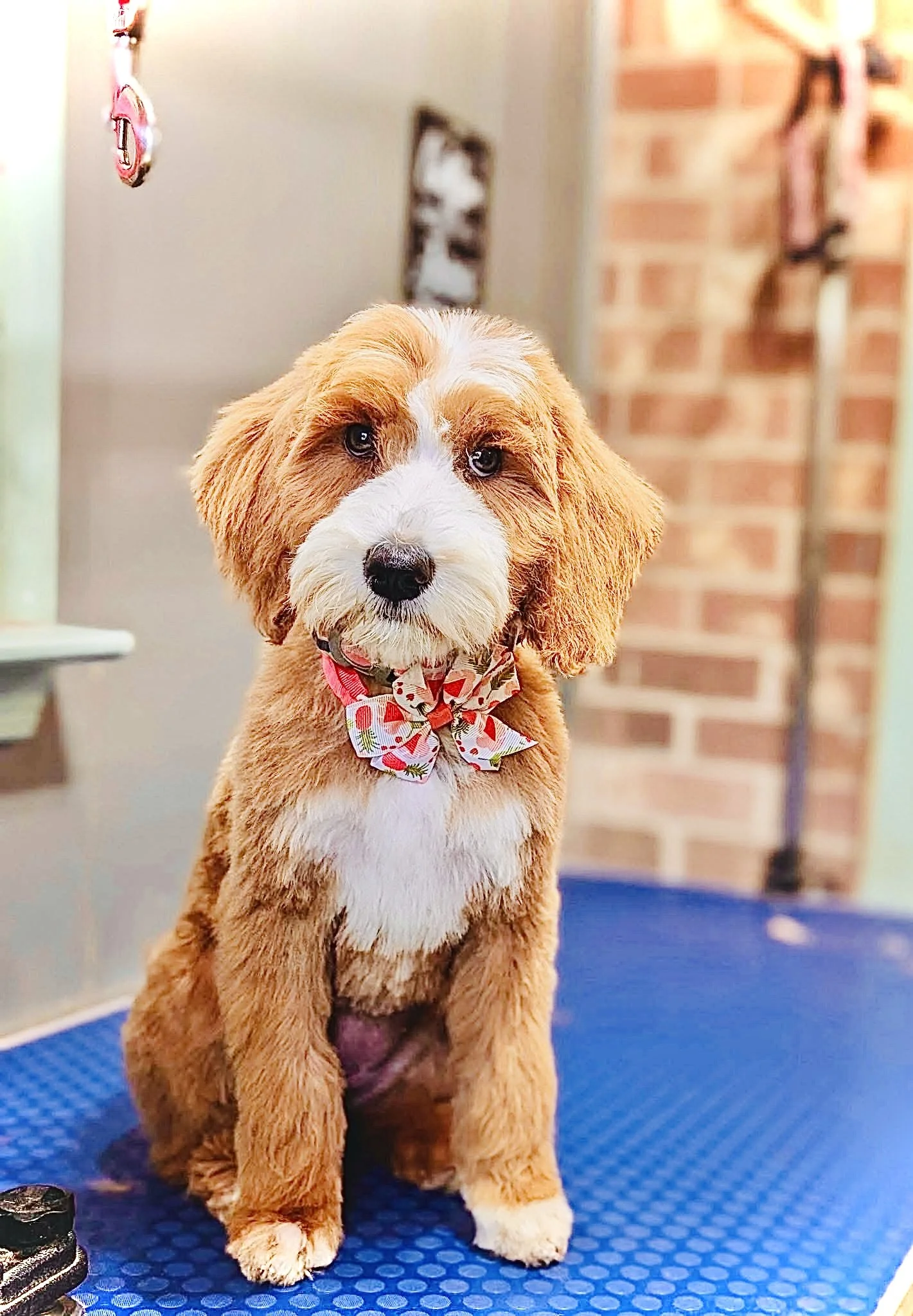 Maples Mini Goldendoodles Deposit waiting list.