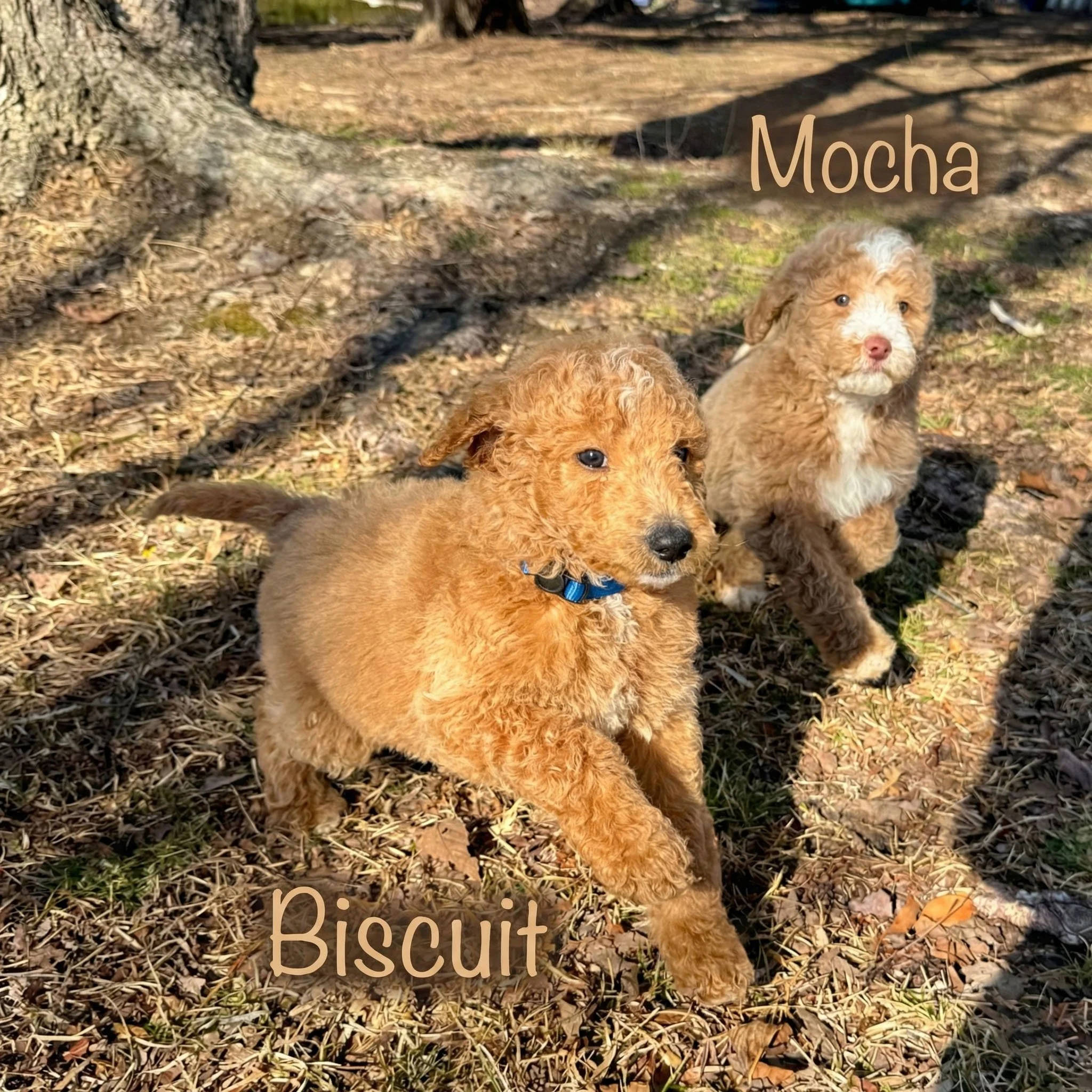 Mocha - Female - Mini Goldendoodle