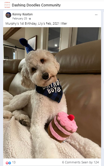 goldendoodle celebrates birthday in hat