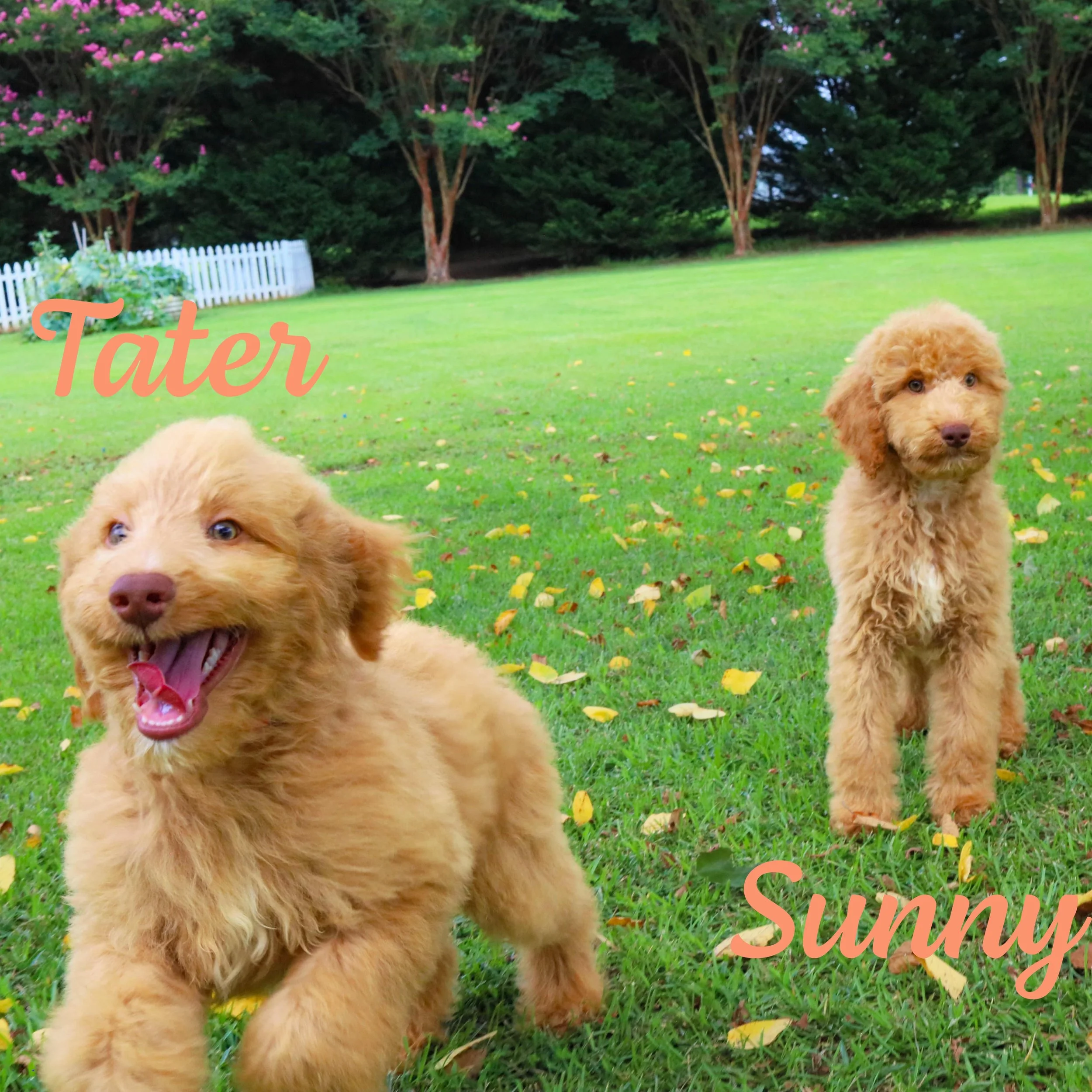 tater-sunny (1 of 3) copy.jpg