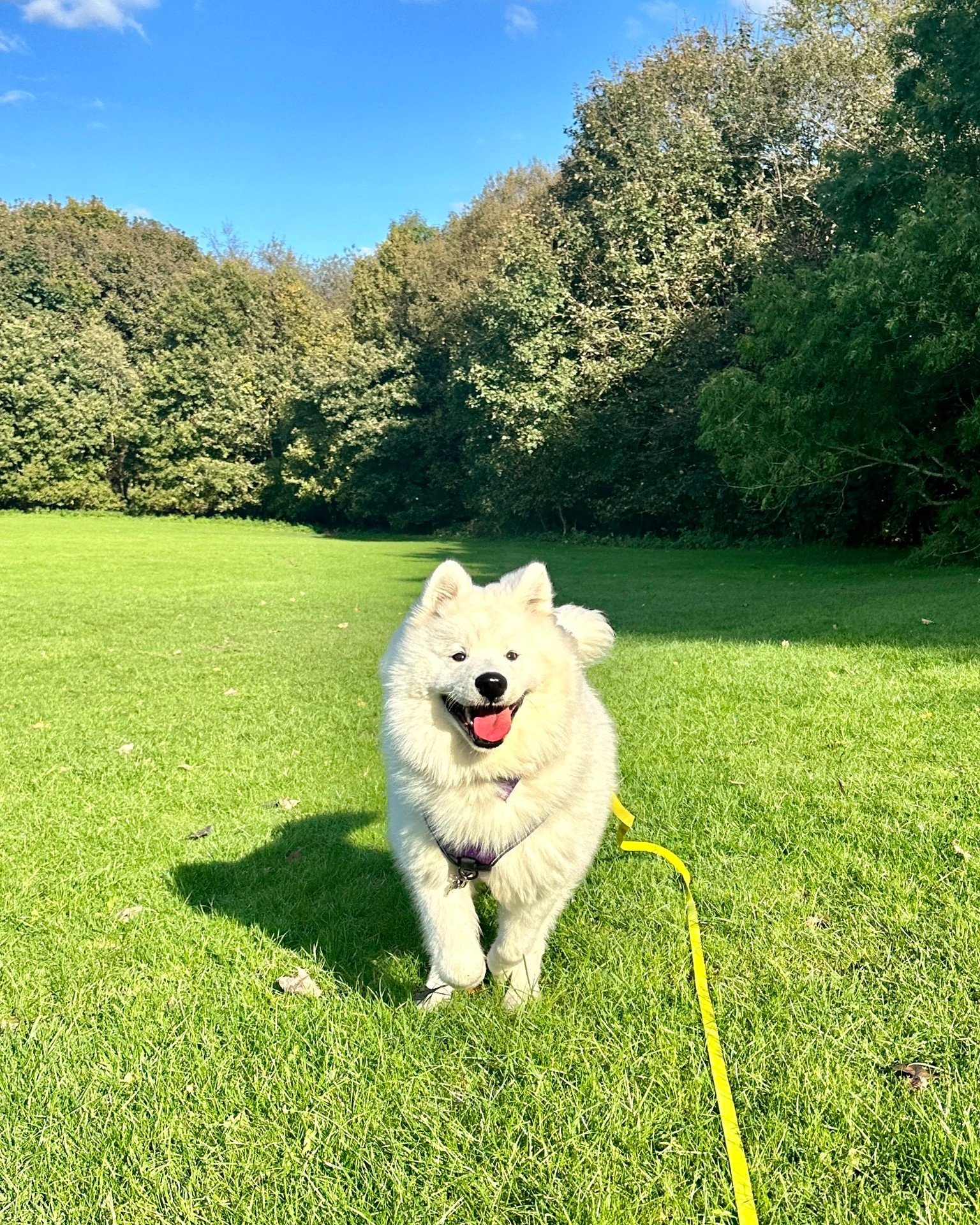 Some say he's made of snow, some say he's made of cloud, all I know is he's a big soft floof! ❤️🐾