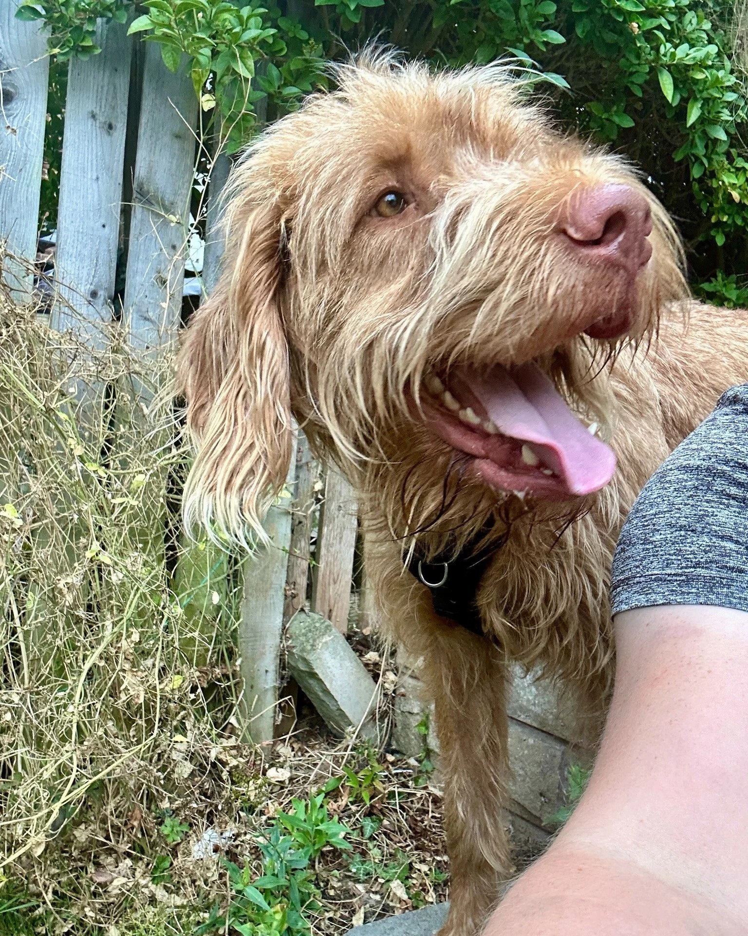 Meet Toast! or Toastie as his owners like to call him. The sweetest boy ever 🥰 We're working hard on arousal levels when around other dogs and he's been improving steadily