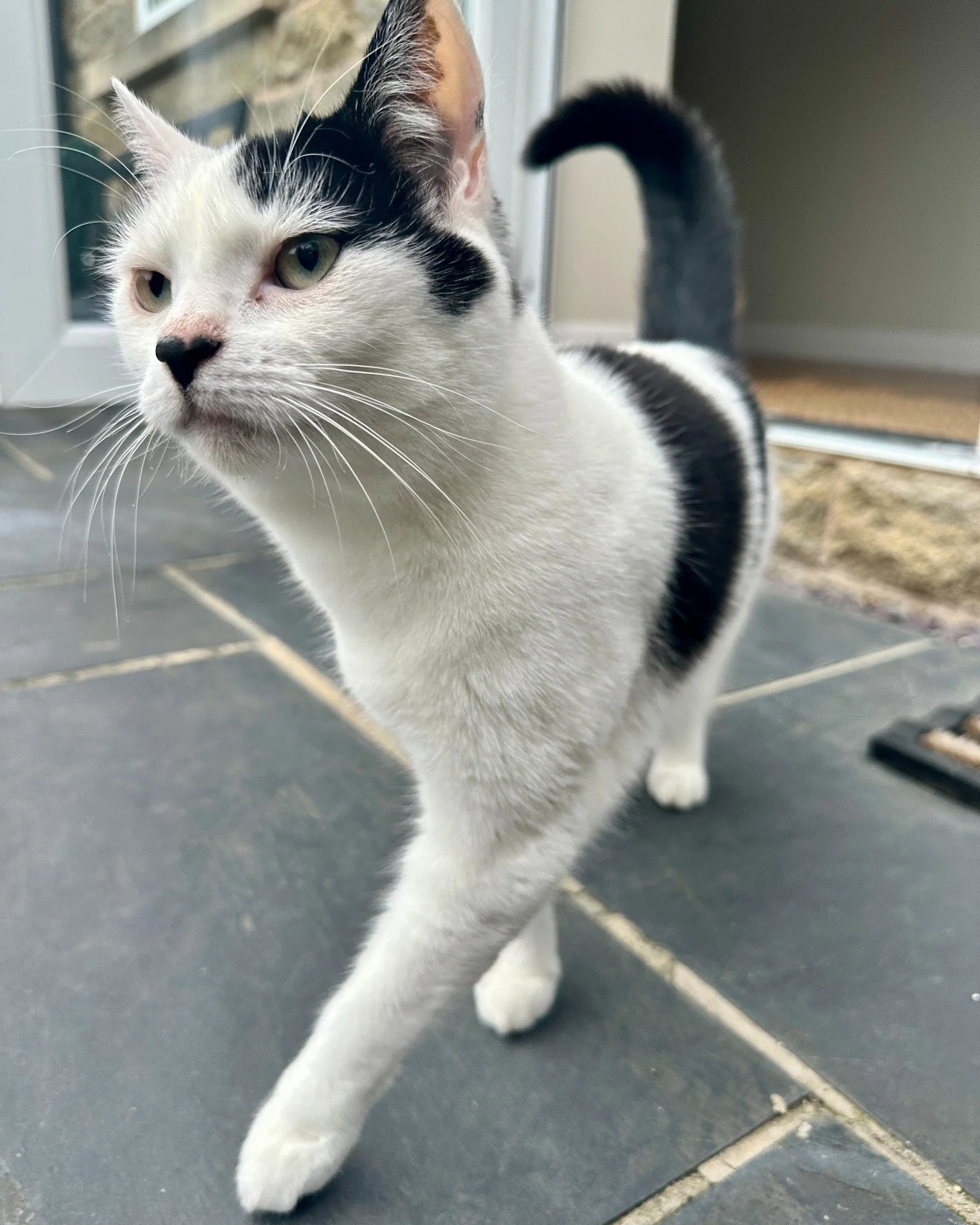 Some beautiful kitty cats to start your week off right 😸❤️