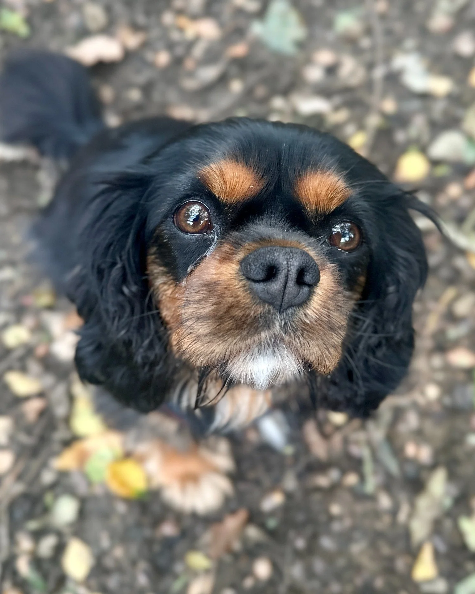 Staring deep into your soul 😍🥰 Absolute cuteness