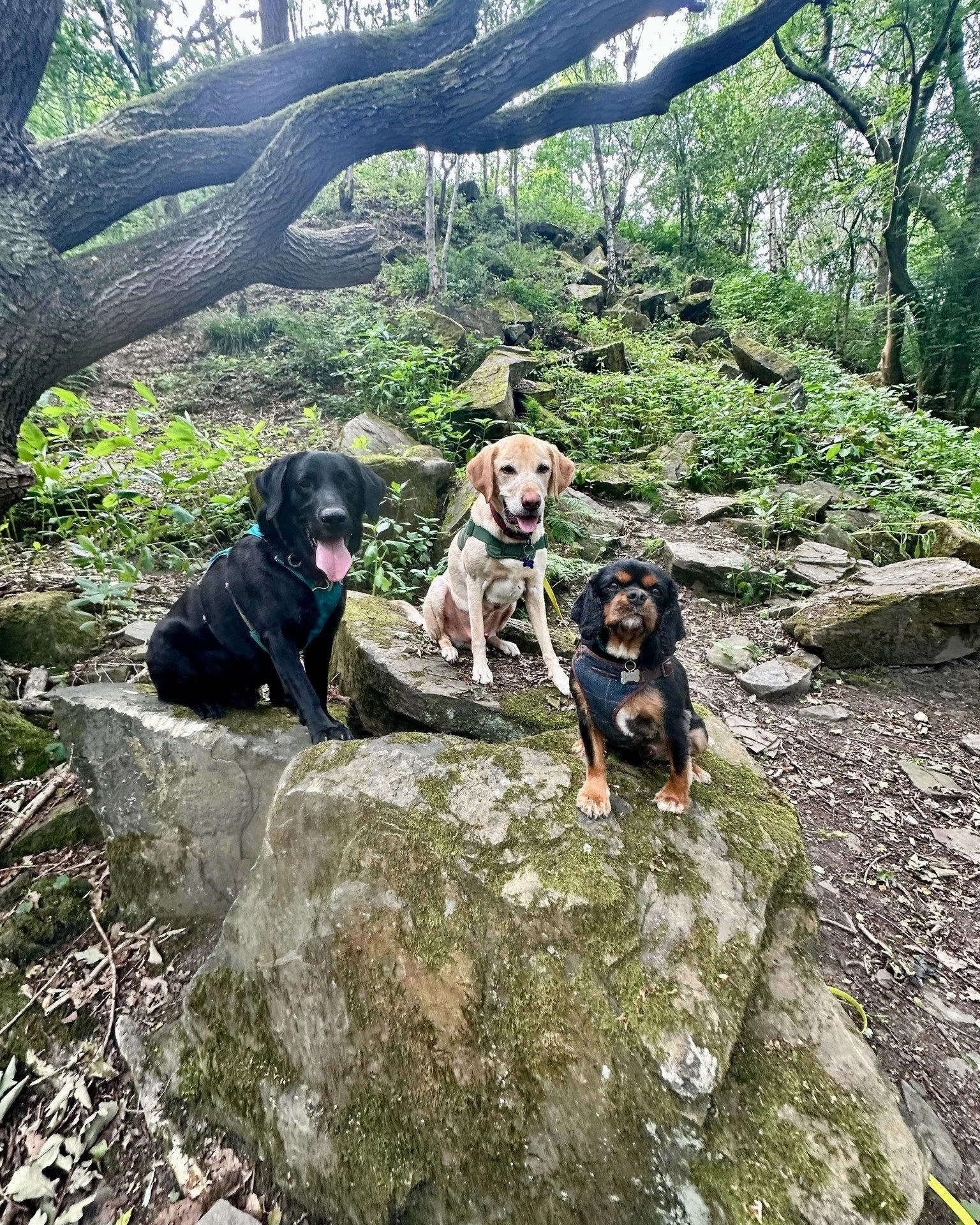 Love a good walk with the lads 🐾🌳
