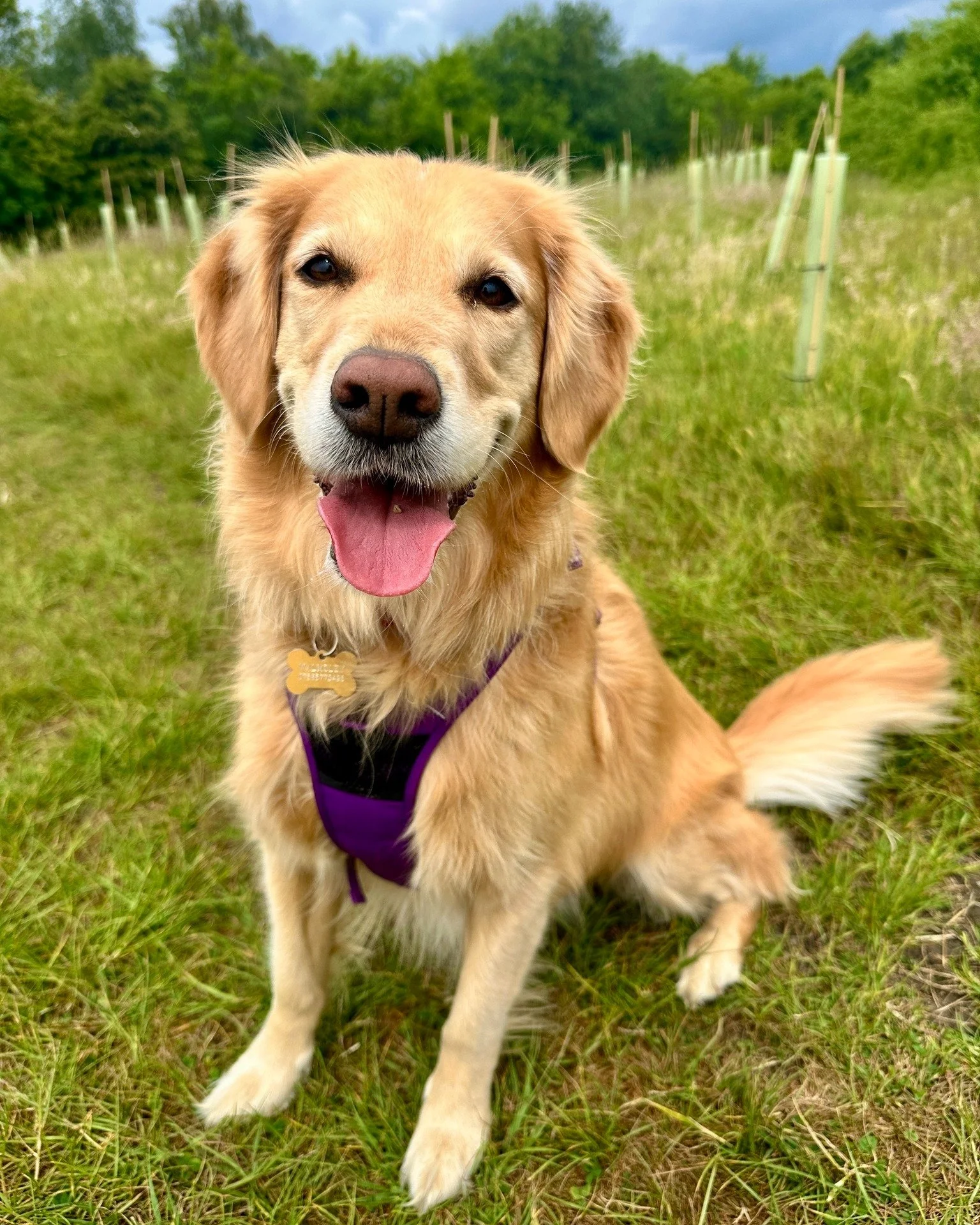 Remembering what it was even like to be outside in good weather after all this cold and wet 🐾 ☀️