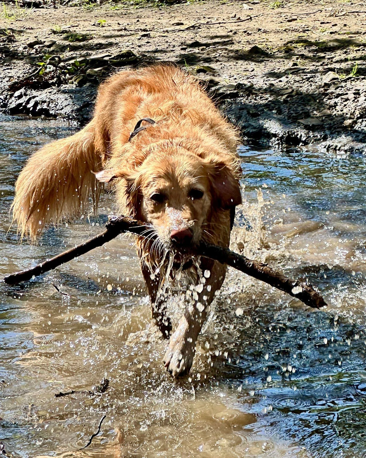 We love a soggy doggy! 🐾☀