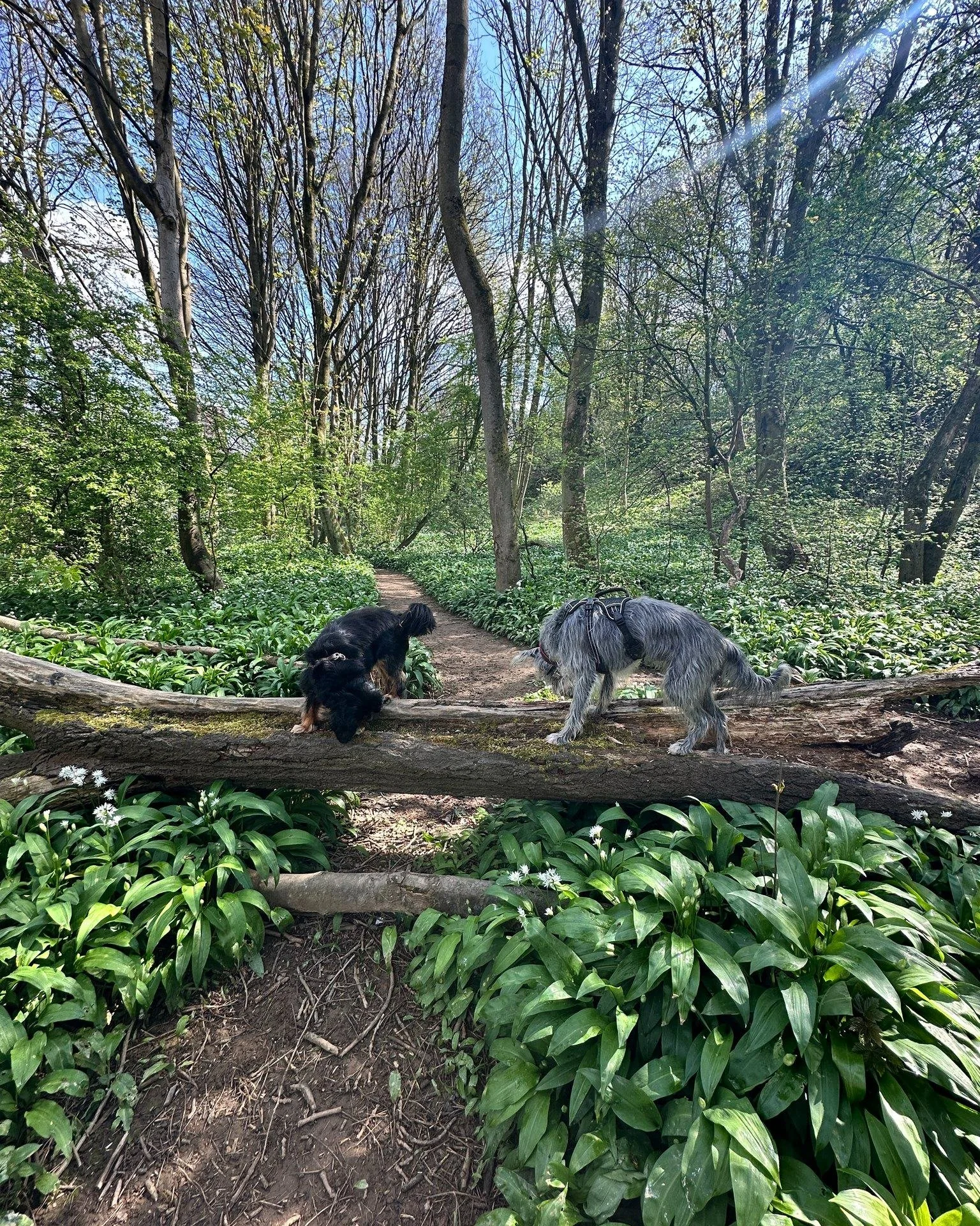 Working on their balance while sniffing out snacks 🌳🐾🐶