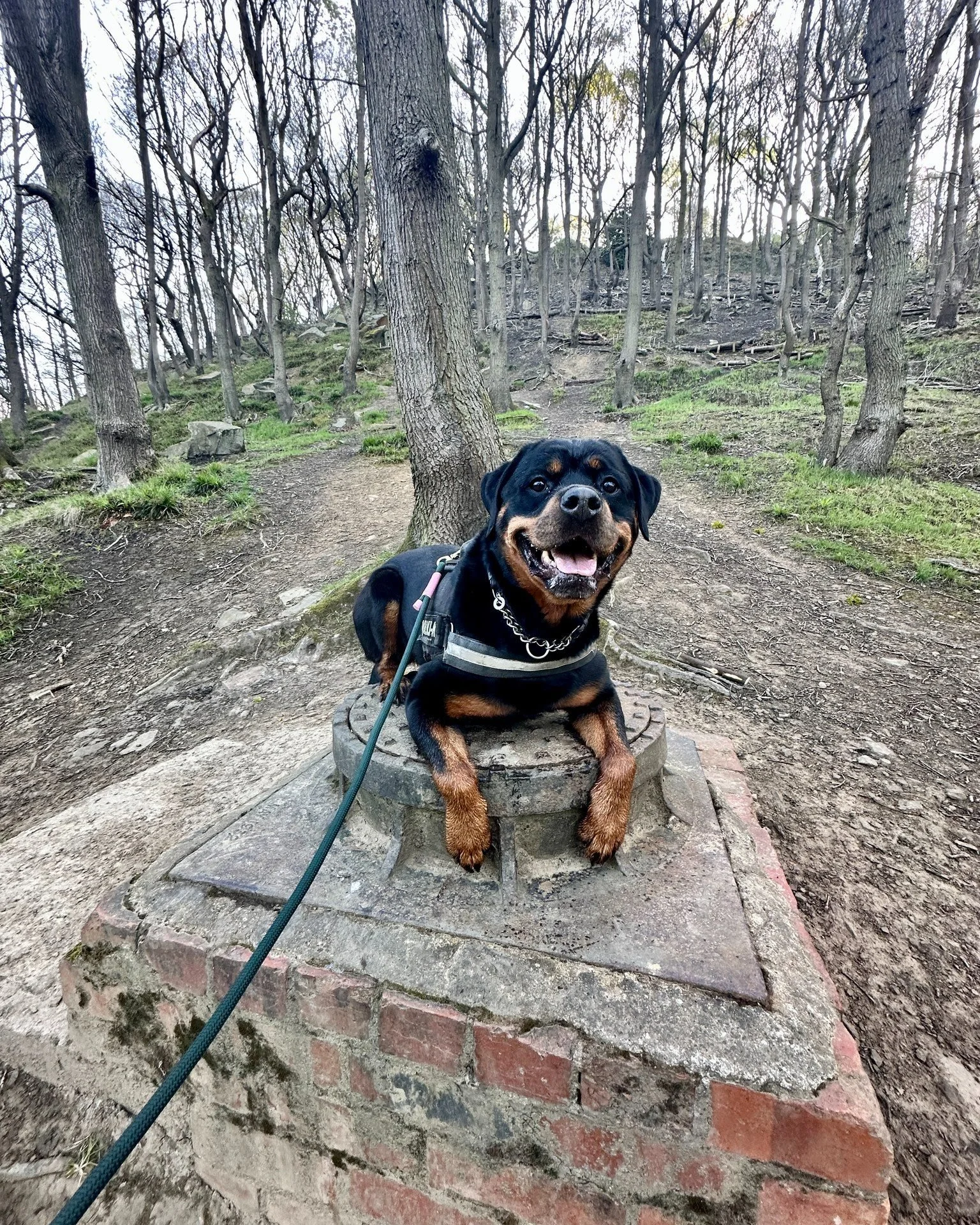Always working on our cues while out on the walks, this helps with engagement and challenges your dog.

On our solo walks, the pups are going to be working towards their circus skill level certificates with @focus.dog.training - check out their Trick