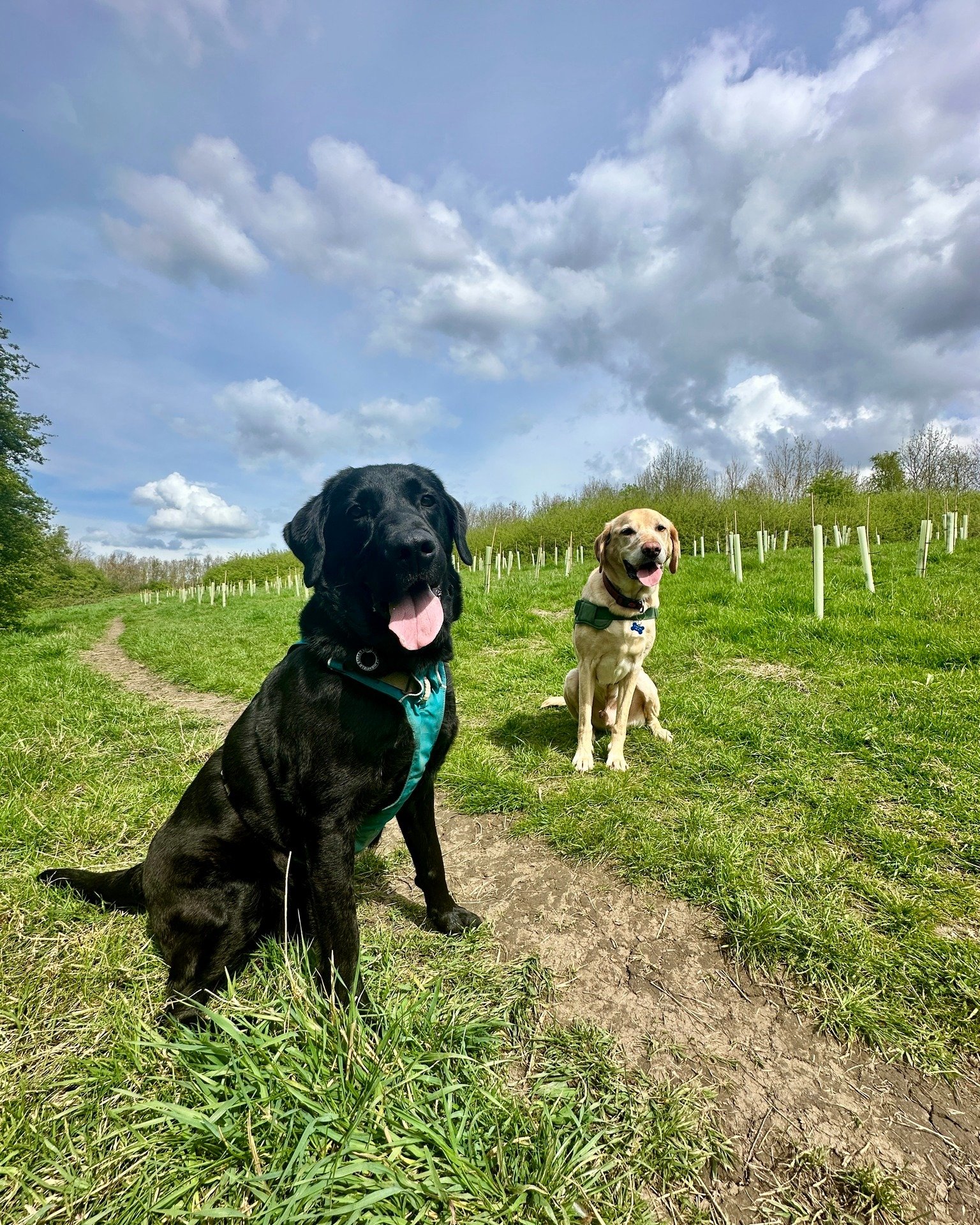 Labrador love ❤️